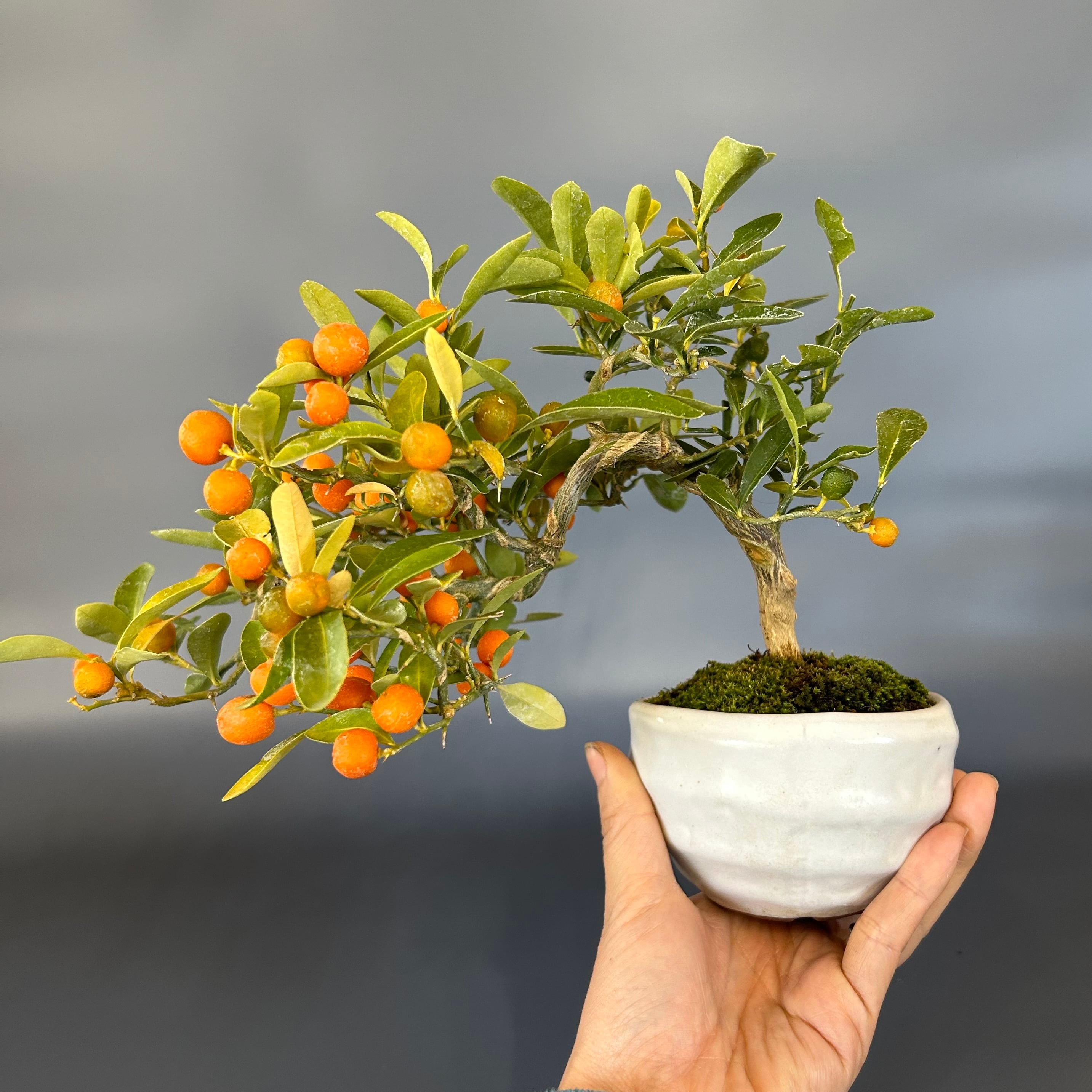 キンズ盆栽 | 盆栽工房WABI