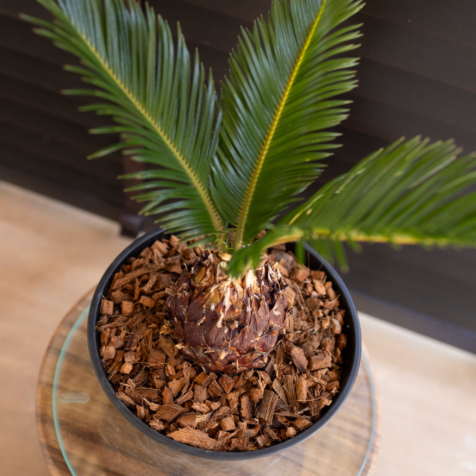 ソテツ 7号 蘇鉄 ヤシの木 ドライガーデン ロックガーデン セラアート