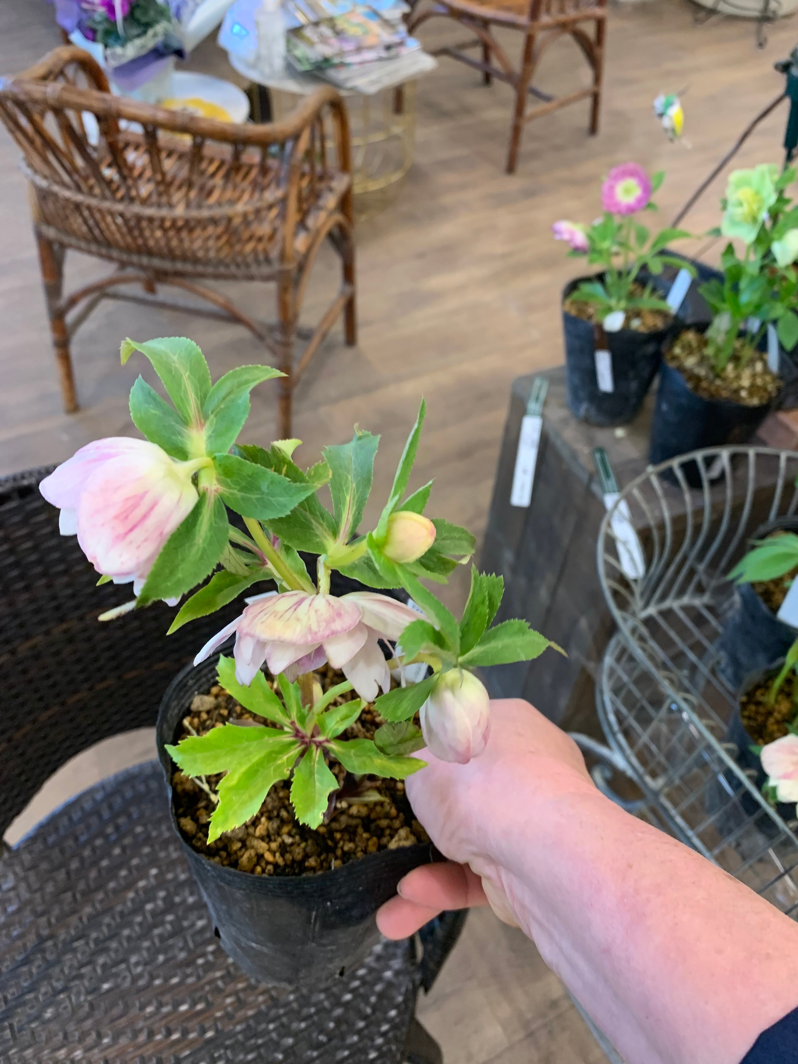 希少‼️②加藤農園さんのクリスマスローズ プリマヴェーラ ホワイト