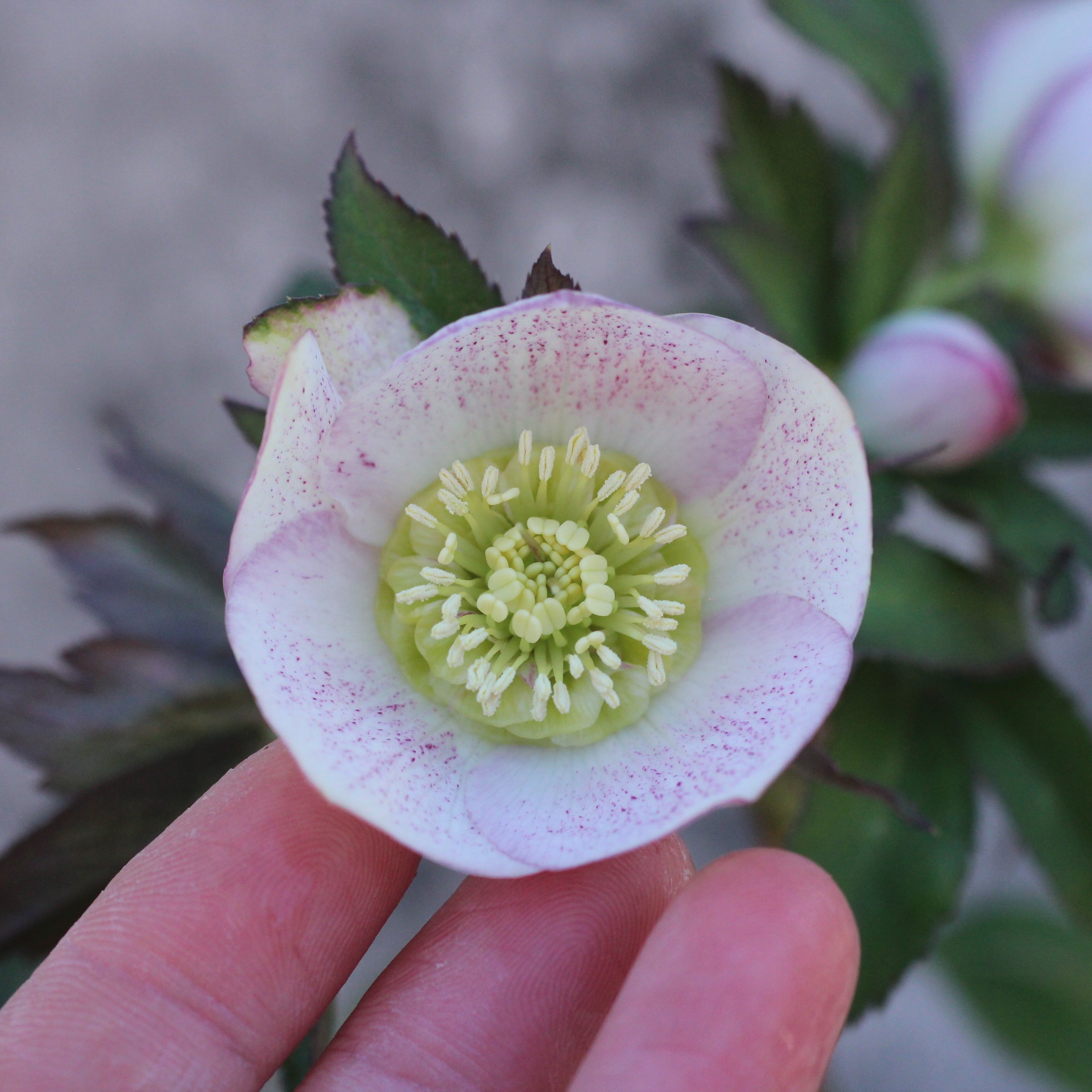 WS26-120 クリスマスローズ ウィンターシンフォニー ほんのりピンク