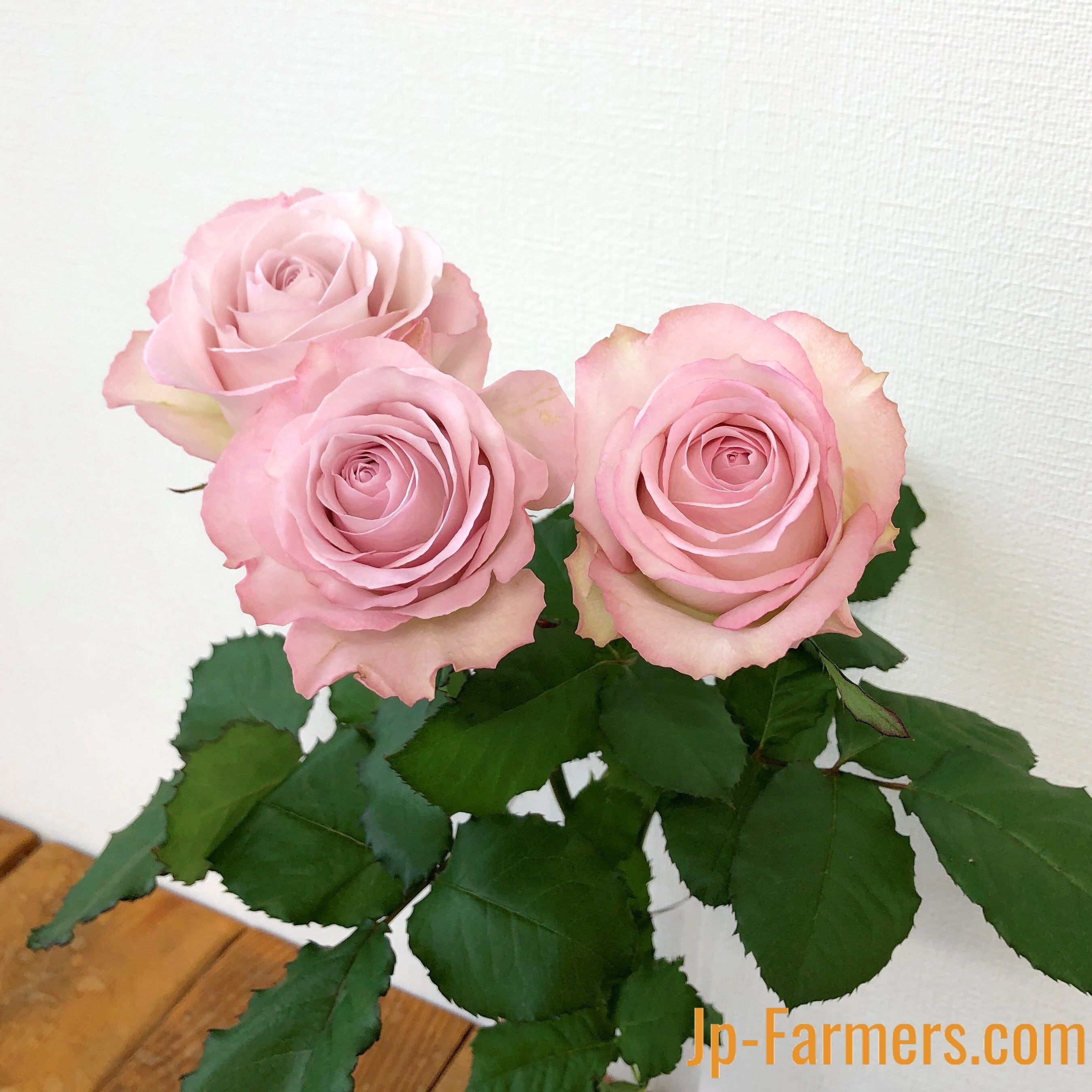 FINEROSE ☆バラ 品種名： ラプソディ 大輪系のライラックバラ