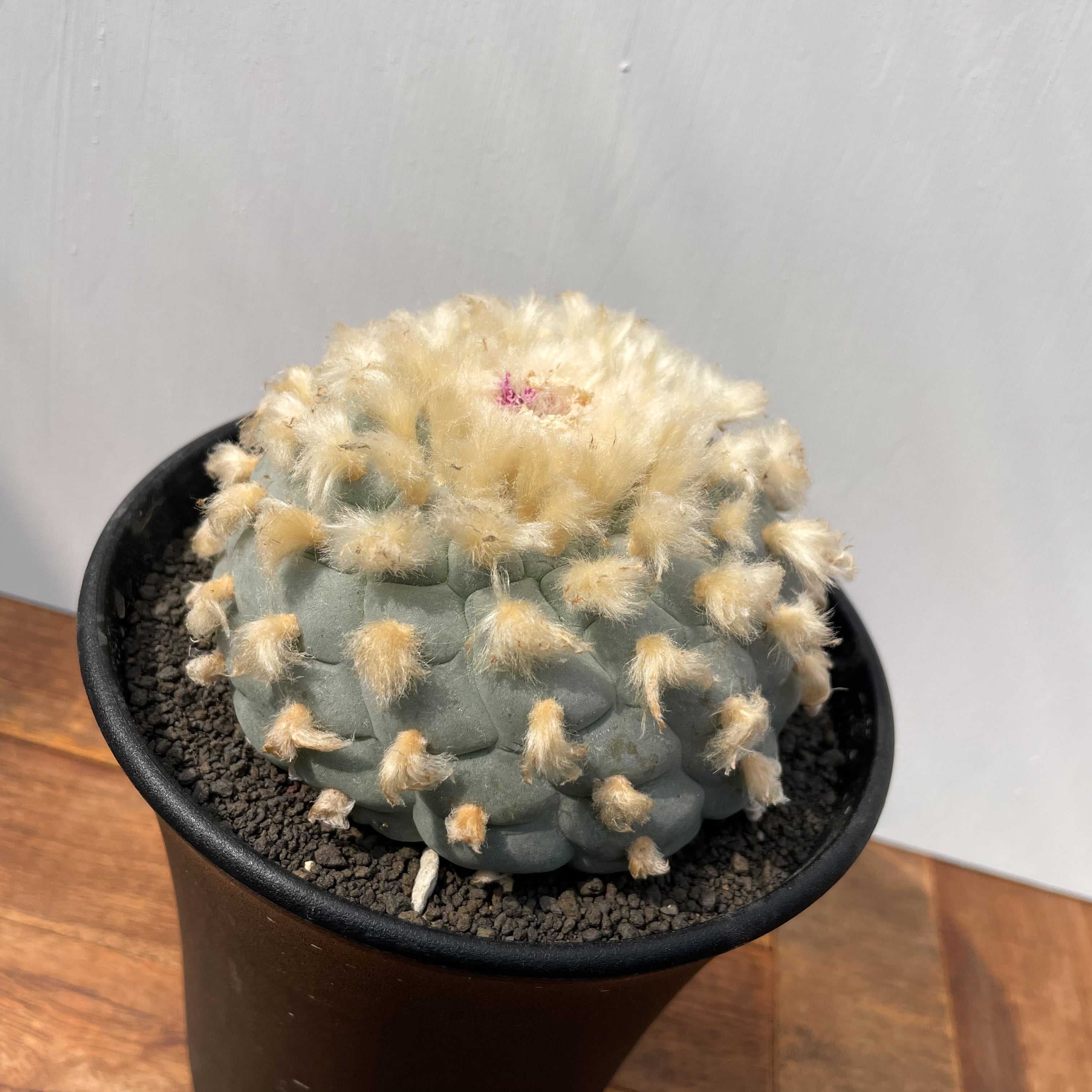 大疣鳥羽玉 ロフォフォラ 実生 特多毛 疣銀冠玉 実生 ロフォフォラ