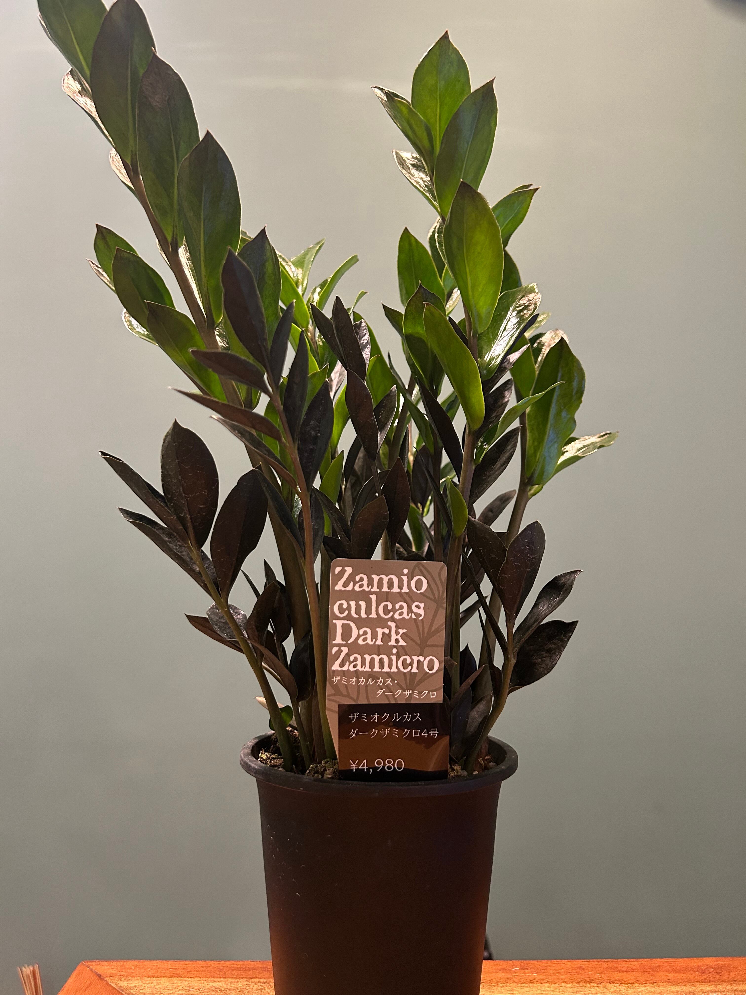 ガジュマル ねじり8号 | 植物との暮らし apricot