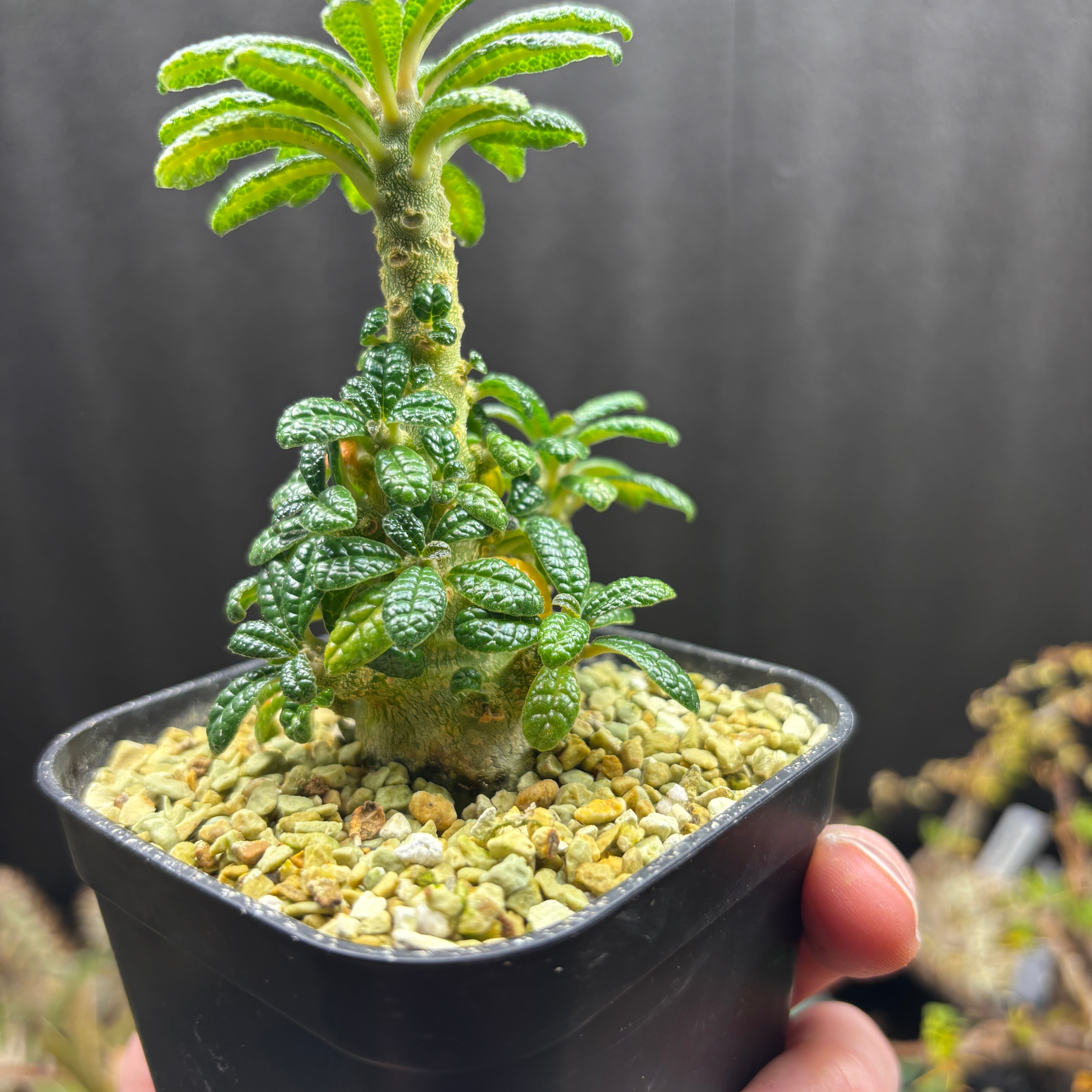 ドルステニア ギガス☆Dorstenia gigas☆実生 ずんぐり型☆根本幅26mm