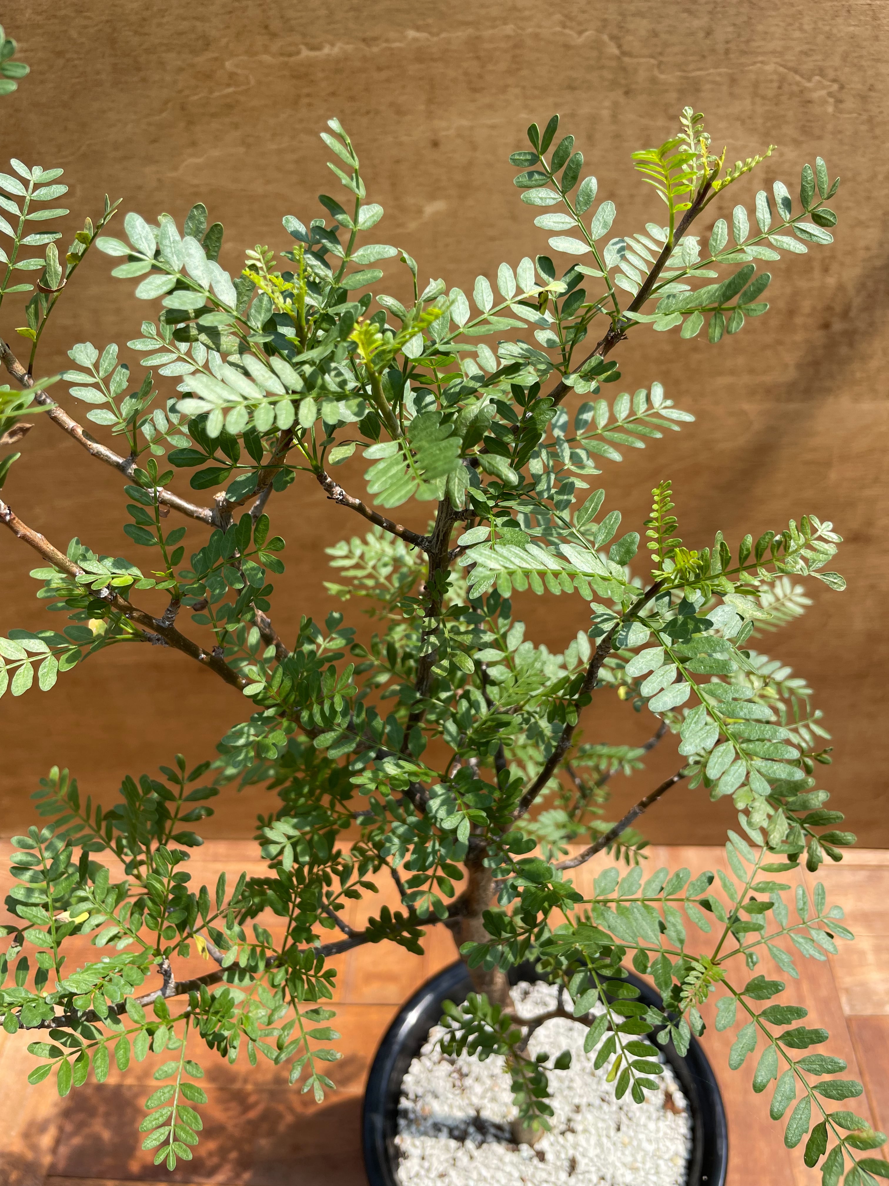 Bursera microphilla【ブルセラ・ミクロフィラ・実生】 | RIMO'S GREEN