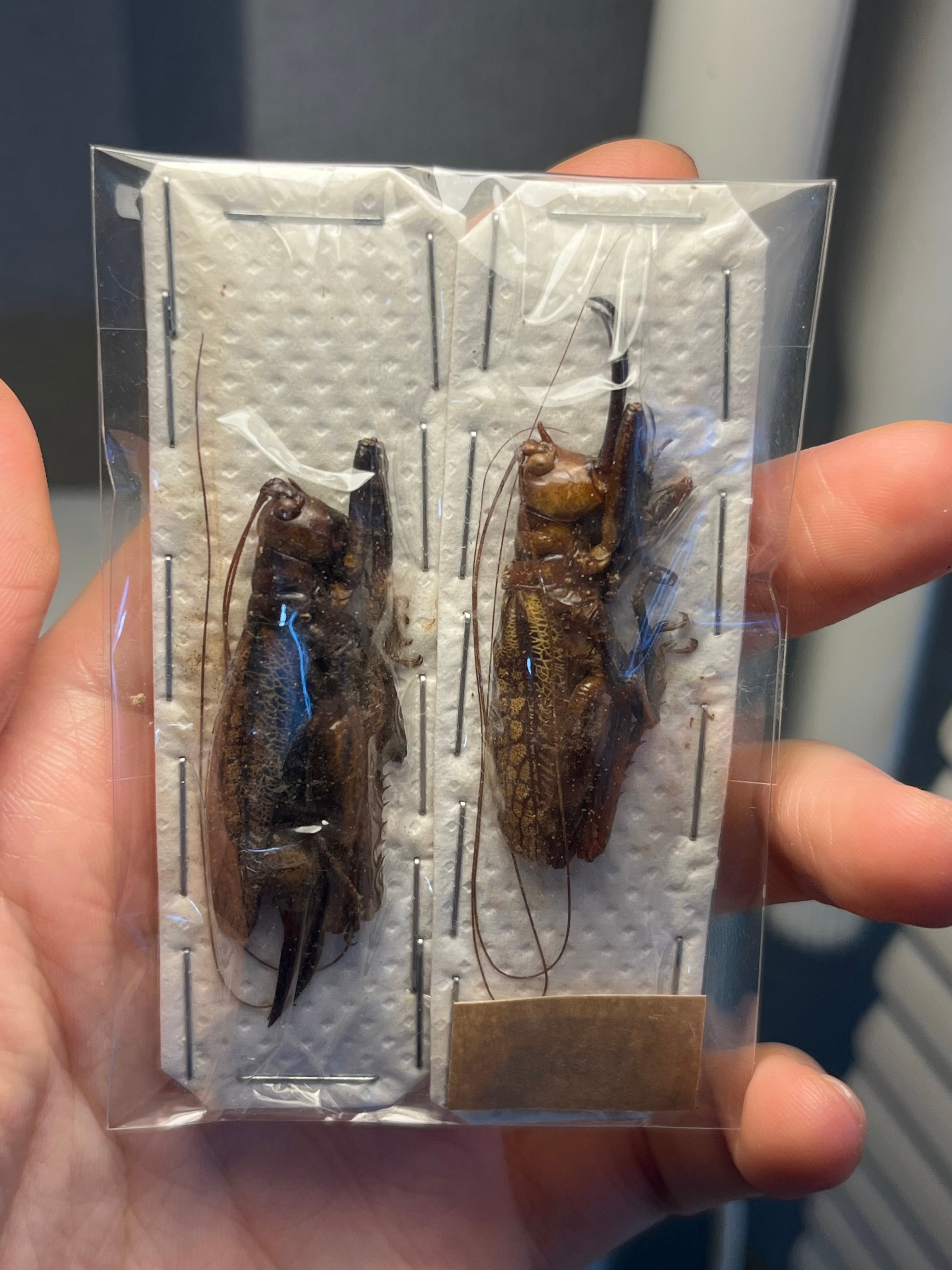 直翅類 | オモニキチュウ