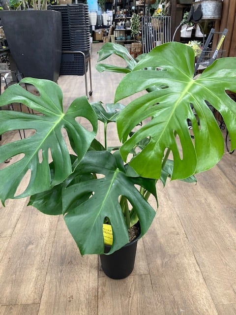 モンステラ 6号 切れ込みや穴の入った顔位の大きな葉が特徴的で根