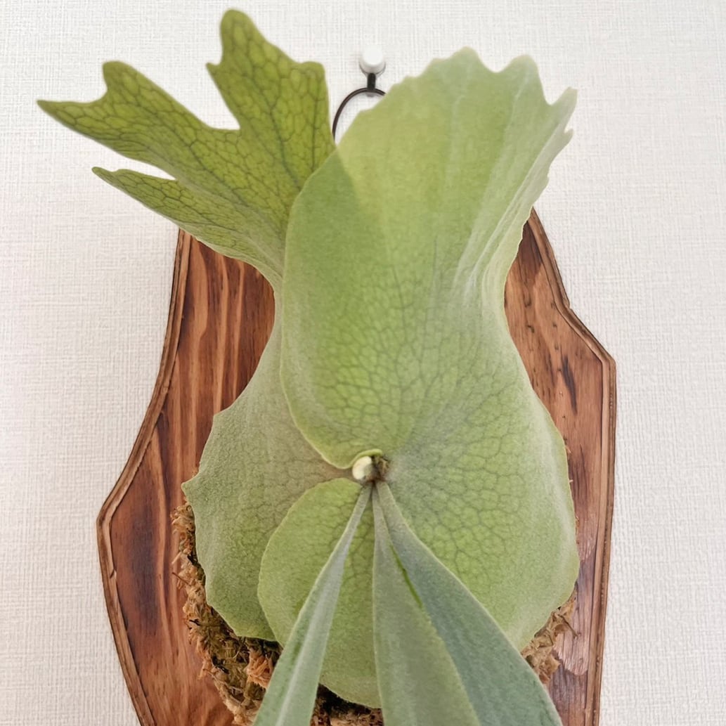 ビカクシダ ウィリンキー 板付 【観葉植物 室内 コウモリラン