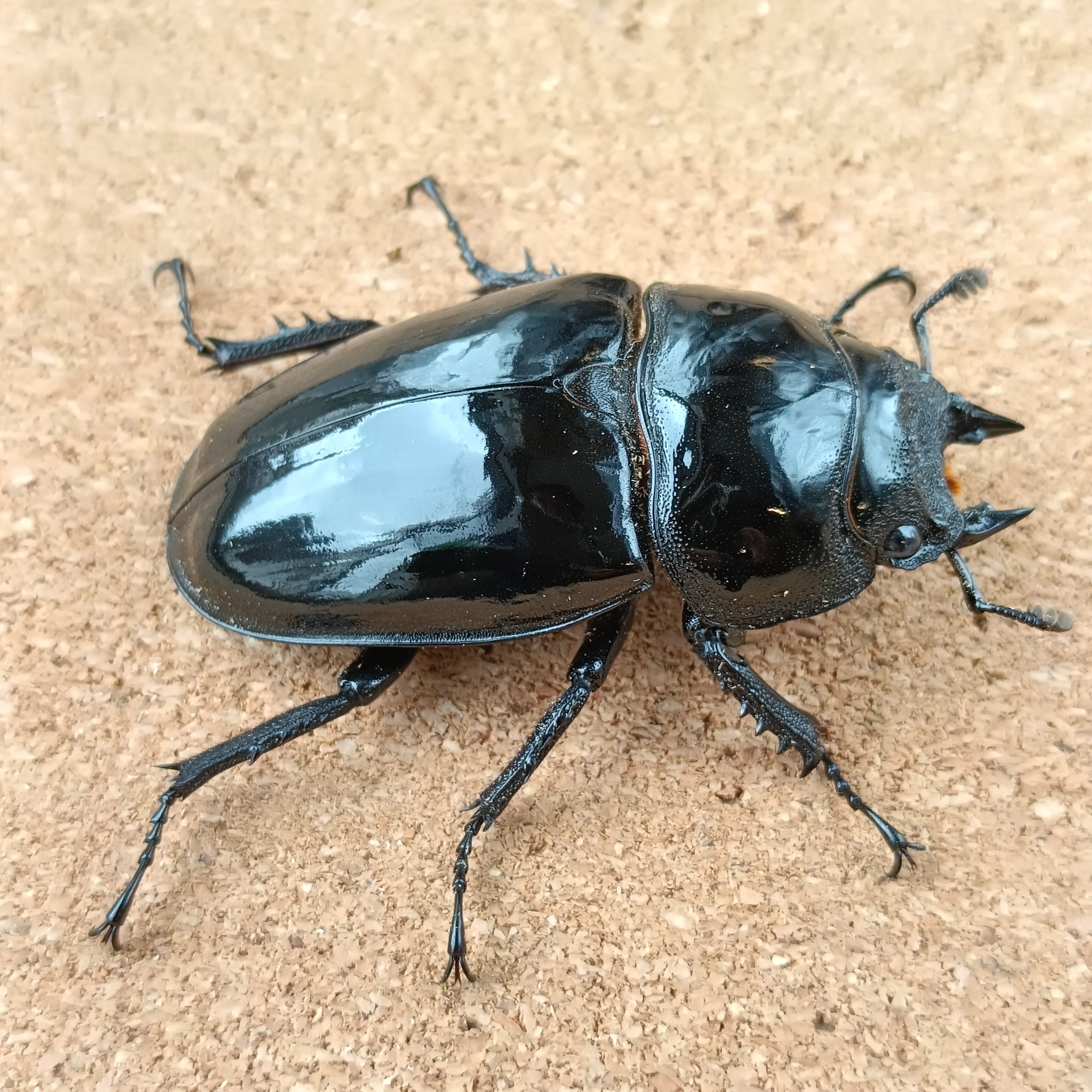 タランドゥスオオツヤクワガタ ♀ 52.3mm | カブクワショップ横浜