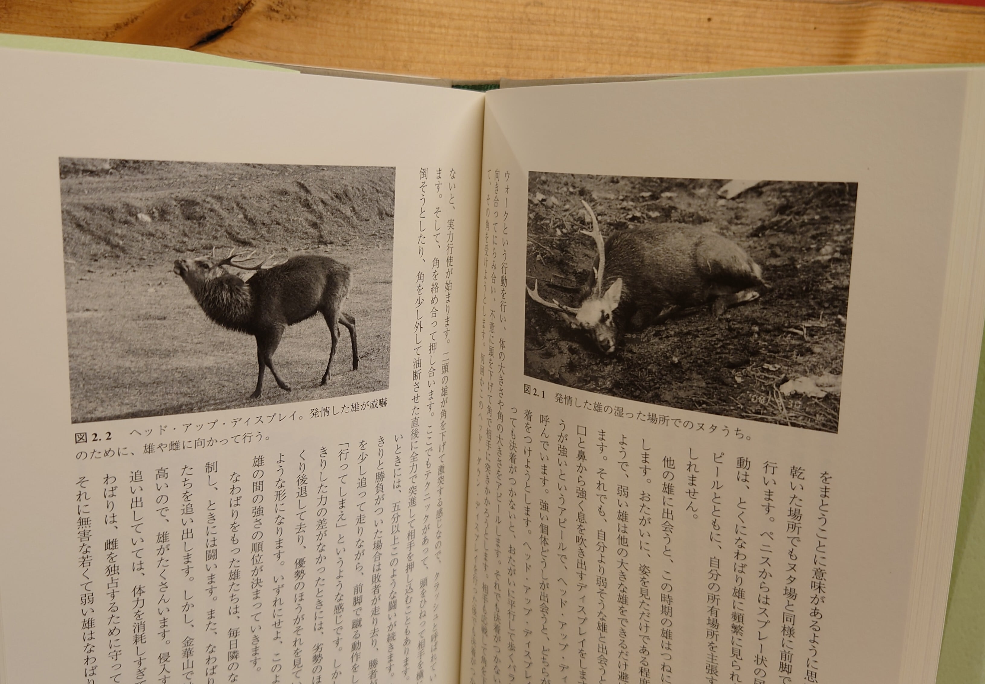 シカの顔、わかります 個性の生態学 | 弥生坂 緑の本棚