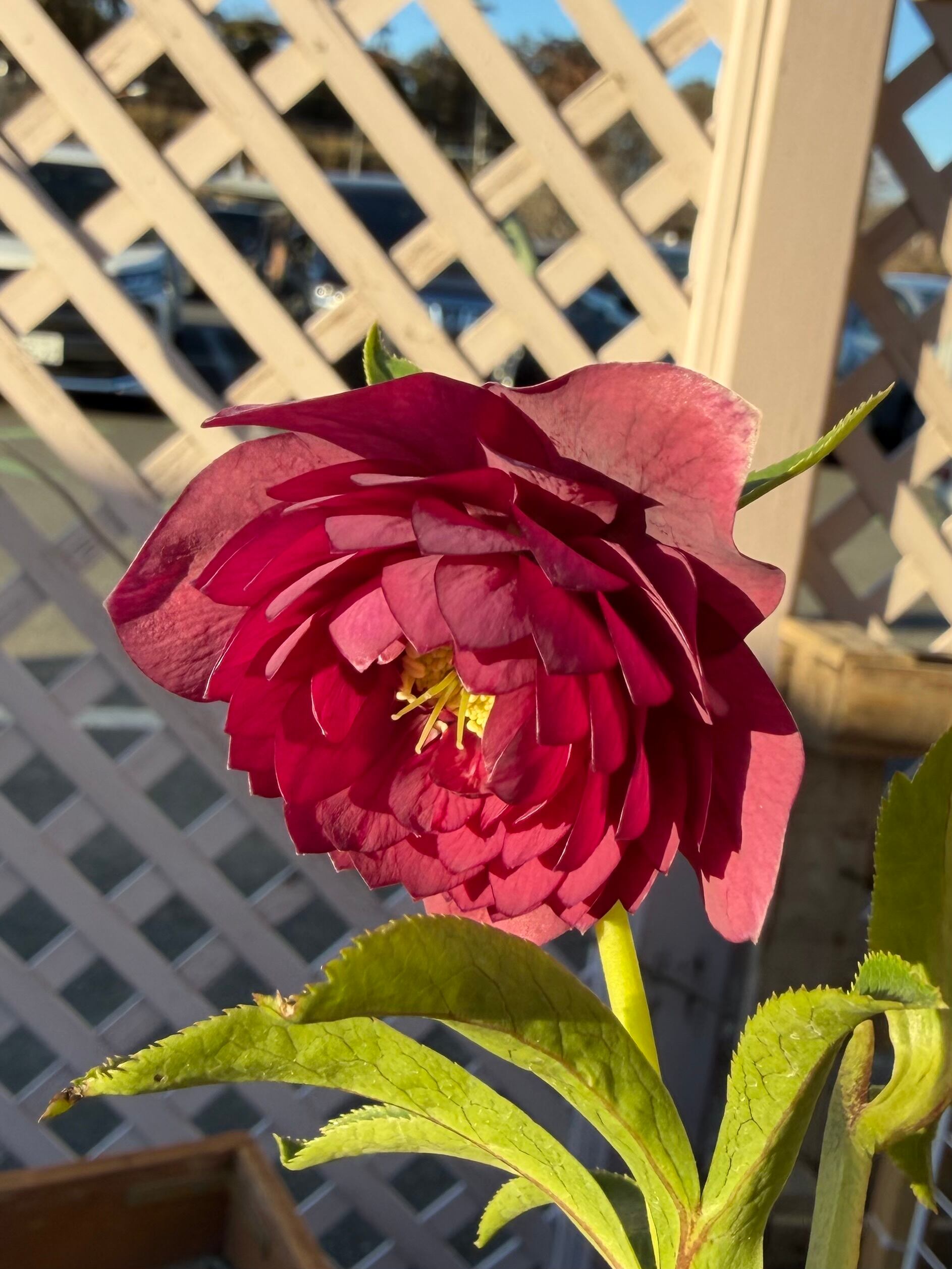 クリスマスローズ 認定シャガールレッド多弁 加藤農園 シャガール