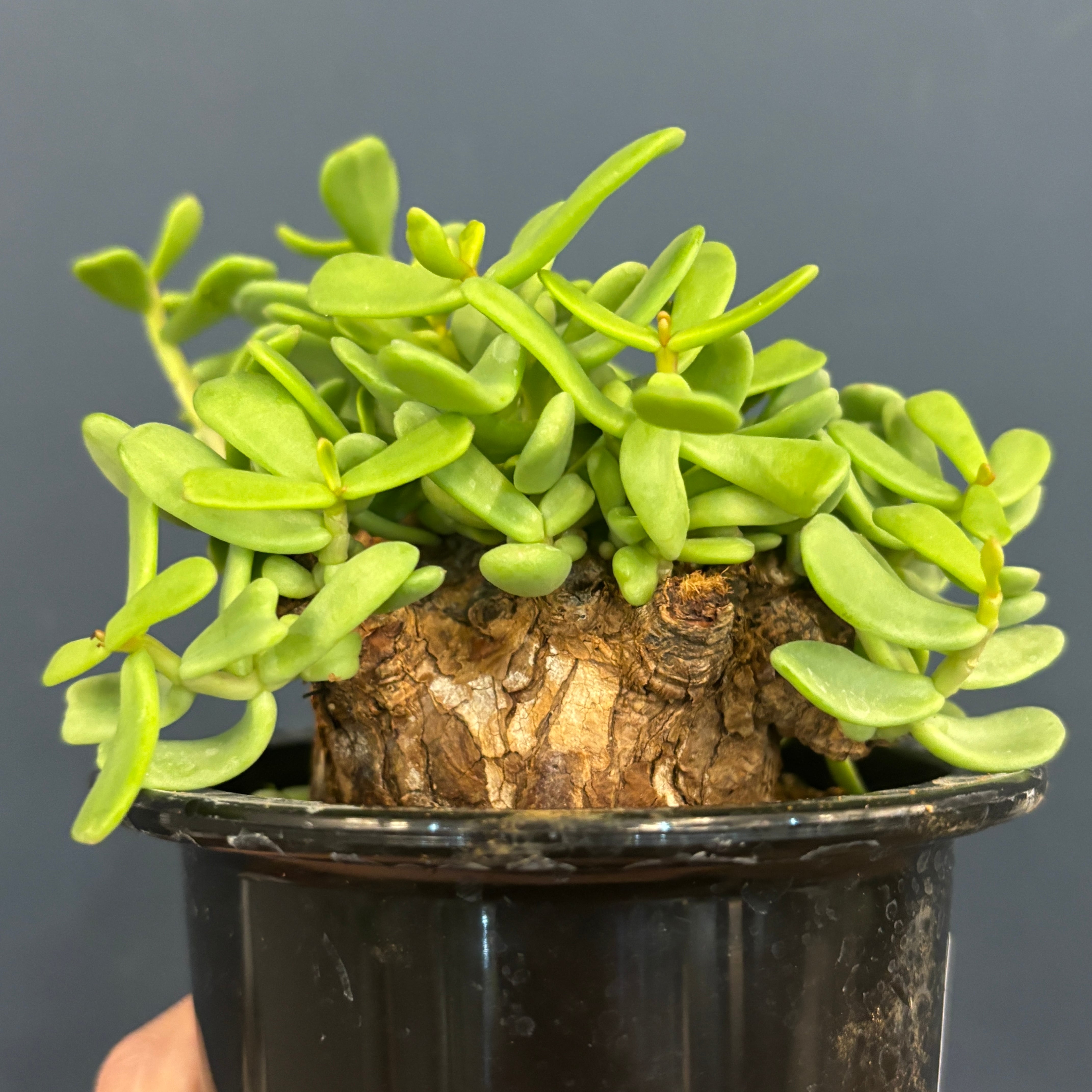 クリアランス】ケラリア ピグマエア 現地株【189】 | PROTOLEAF プロト