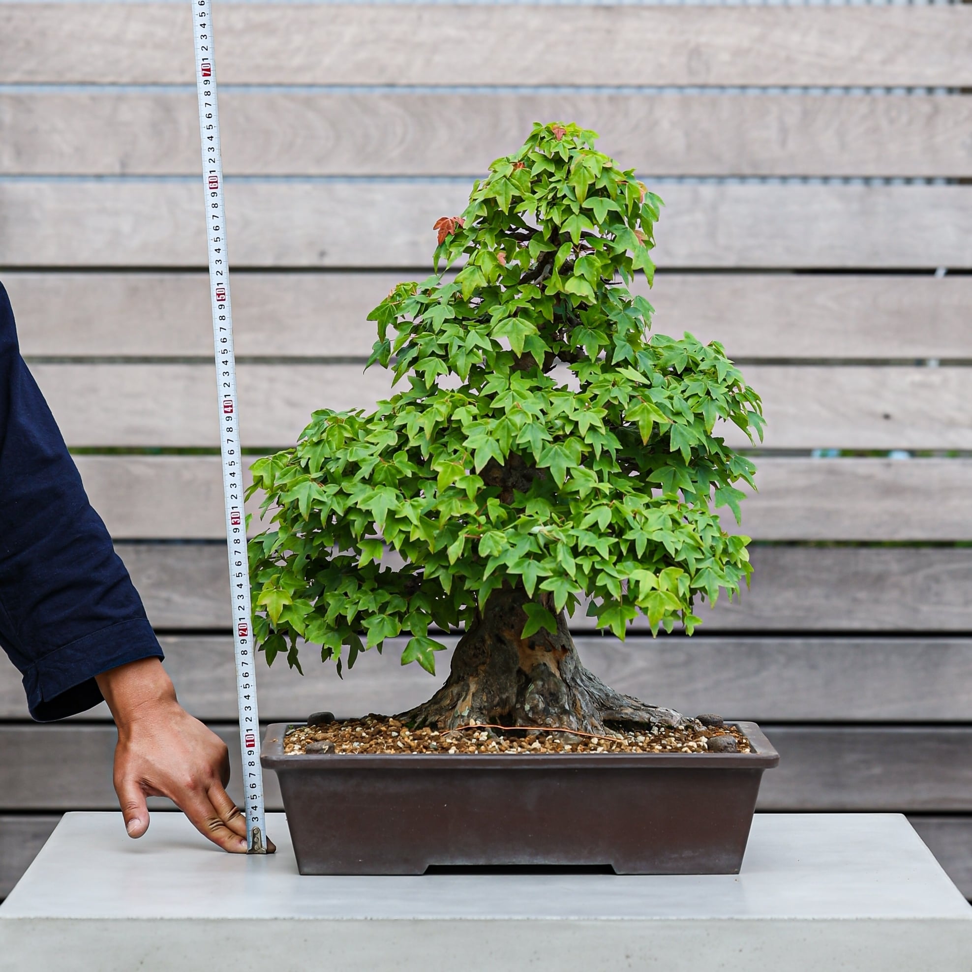 盆栽 楓 カエデ | 【公式EC】BONSAI IKUMA