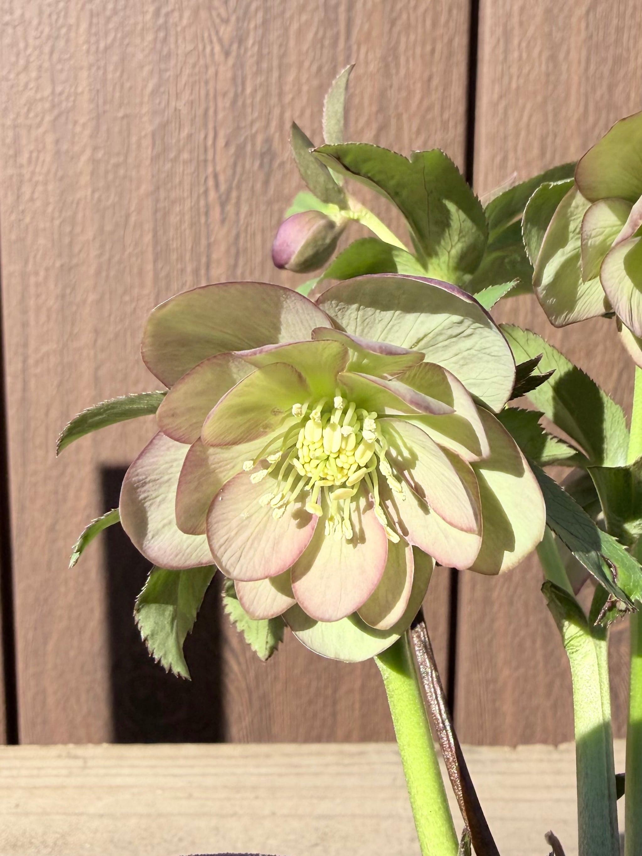 アフロディーテゴールド(ピンクゴールド系) 加藤農園 クリスマスローズ