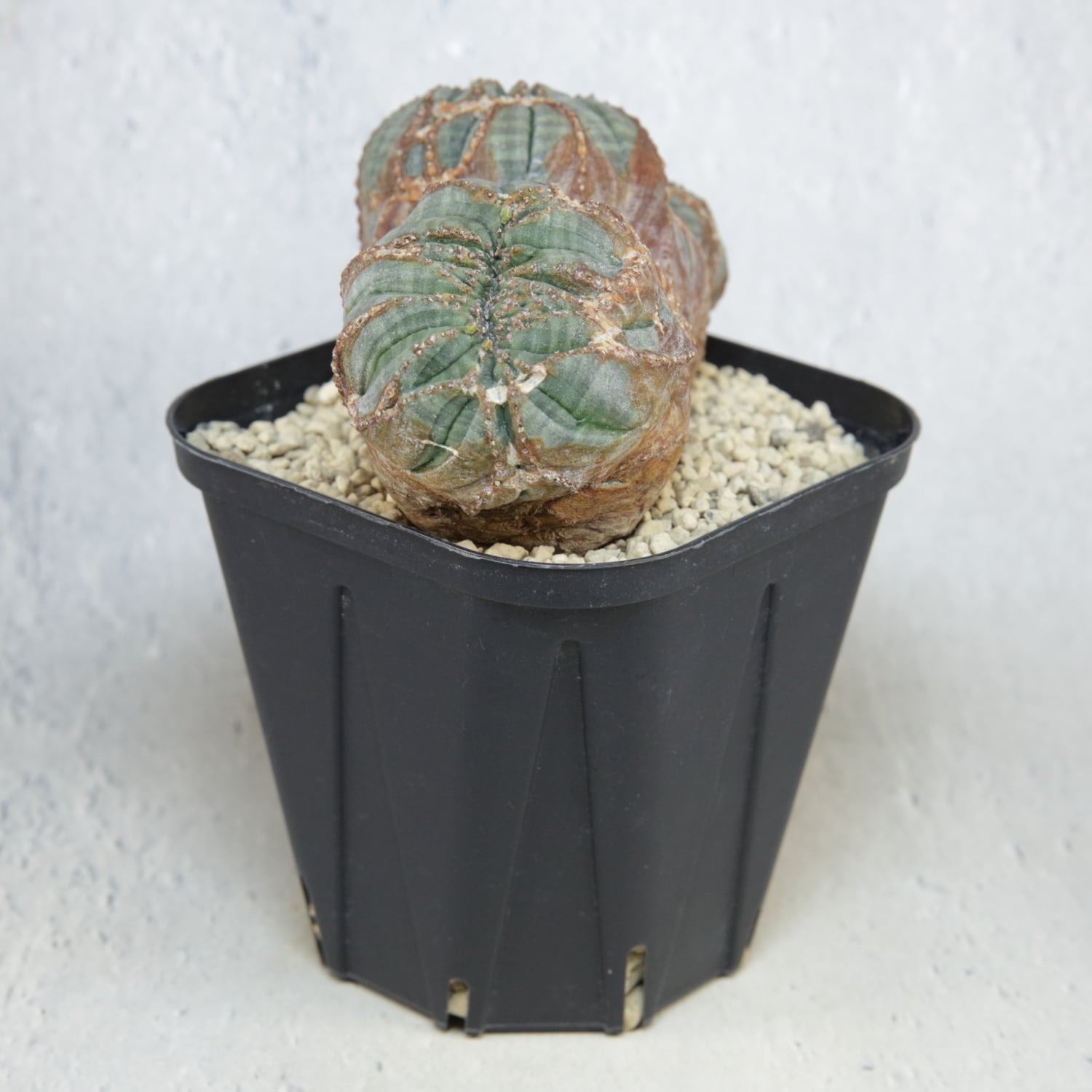 オス株【超厳選株】大株 最大幅約11cm トリプルヘッド 綴化 オベサ