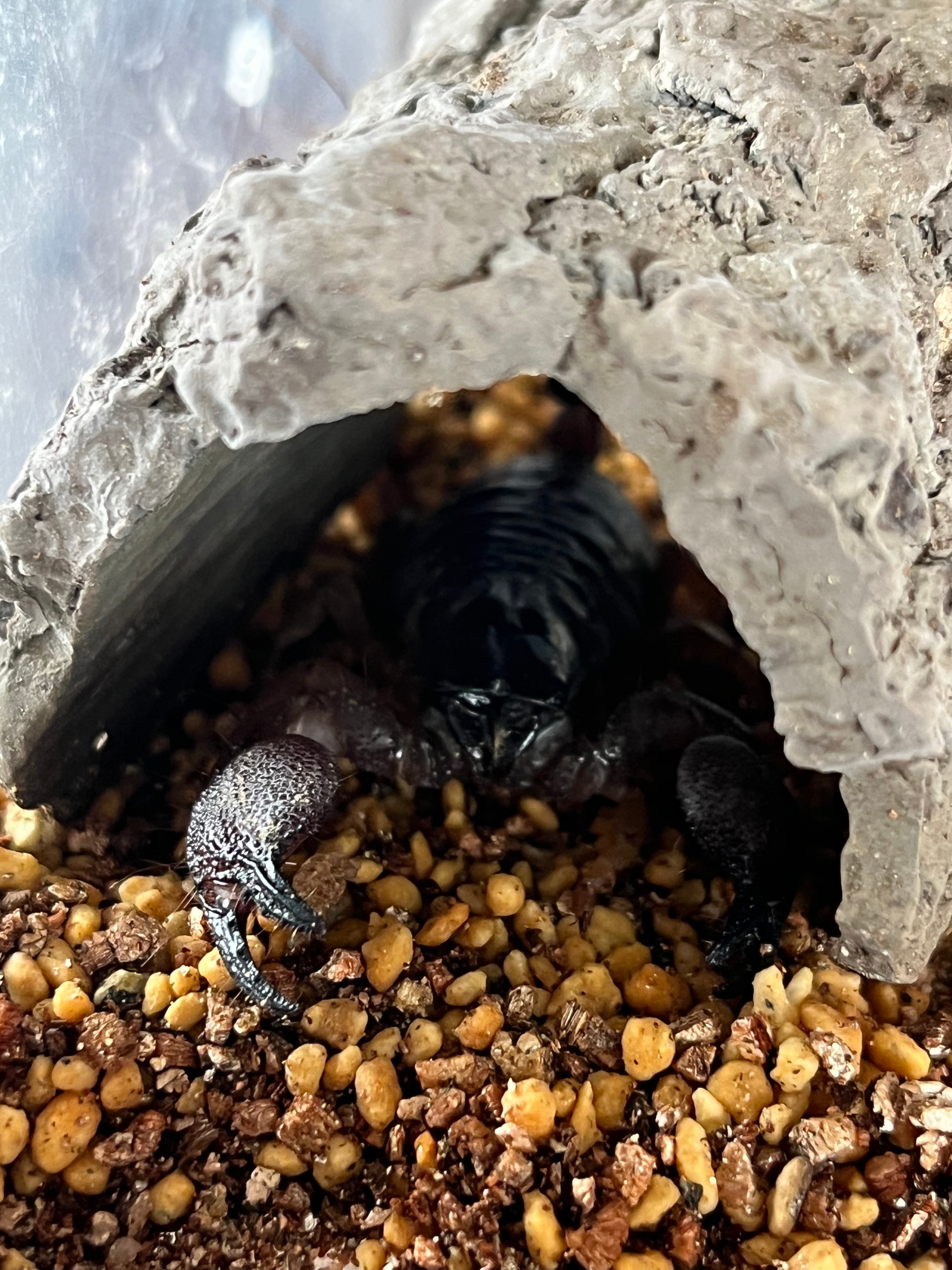 蠍固有種】インディアンブラックスコーピオンDeccanometrus latimanus