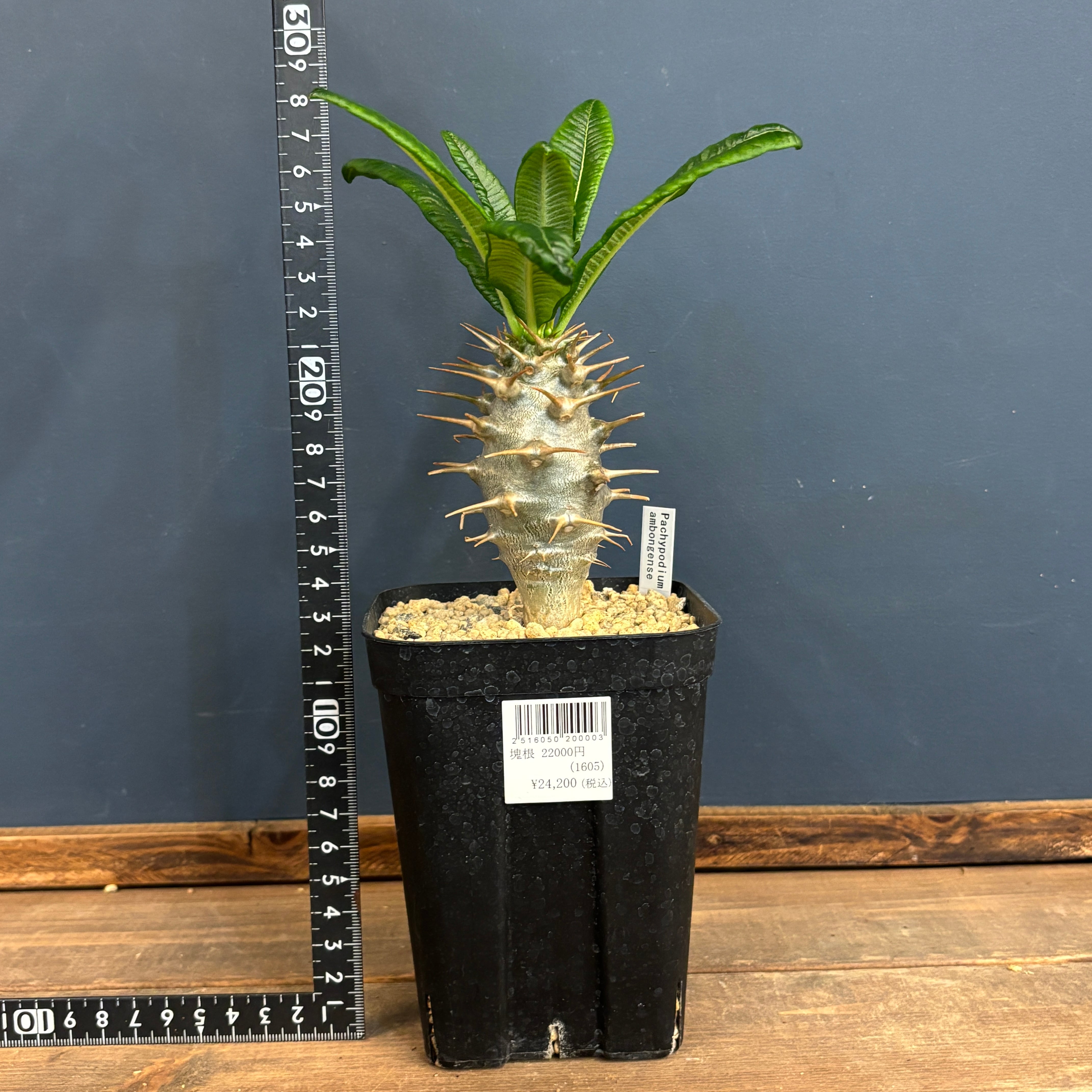 クリアランス】パキポディウム アンボンゲンセ【304】 | PROTOLEAF