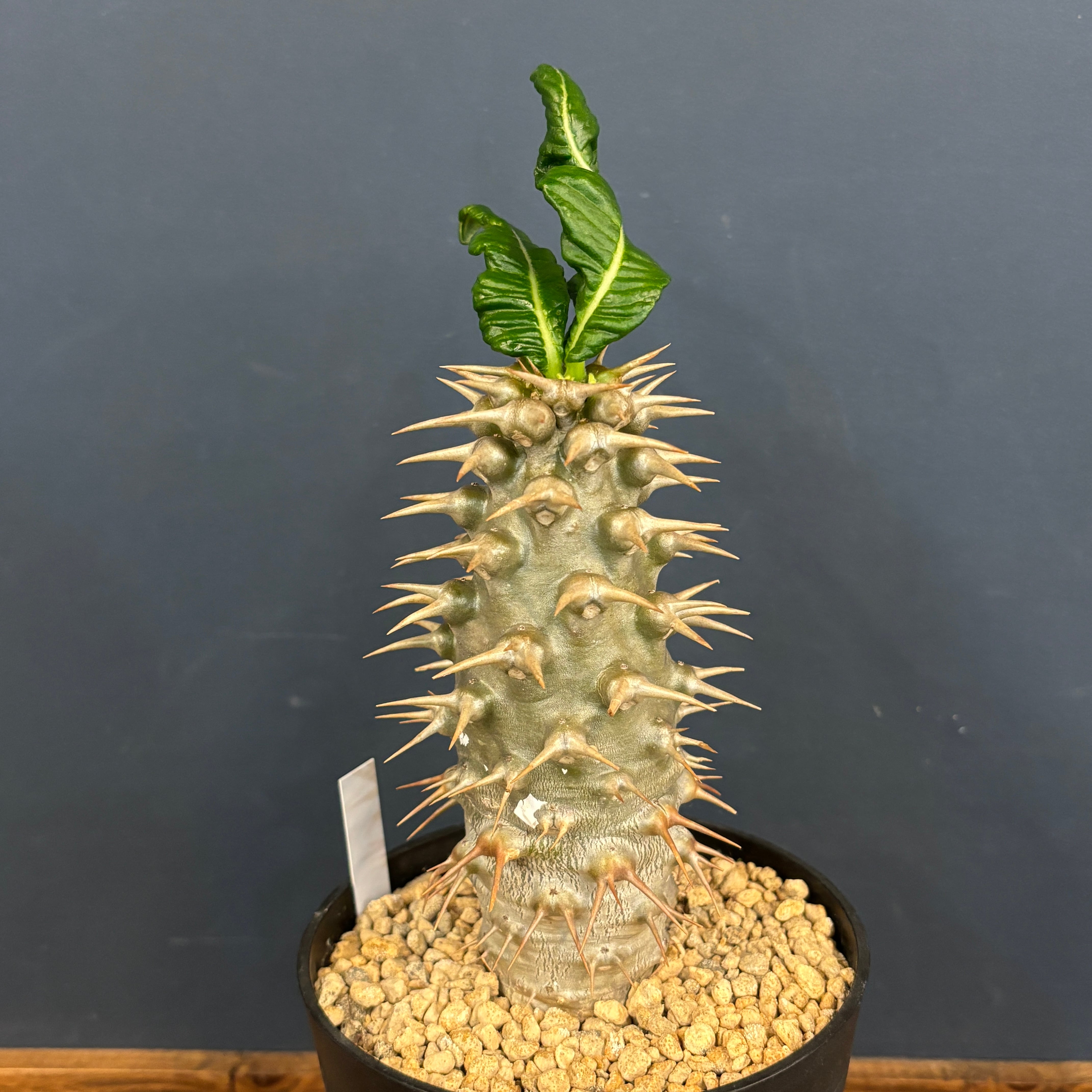 クリアランス】パキポディウム アンボンゲンセ【938】 | PROTOLEAF