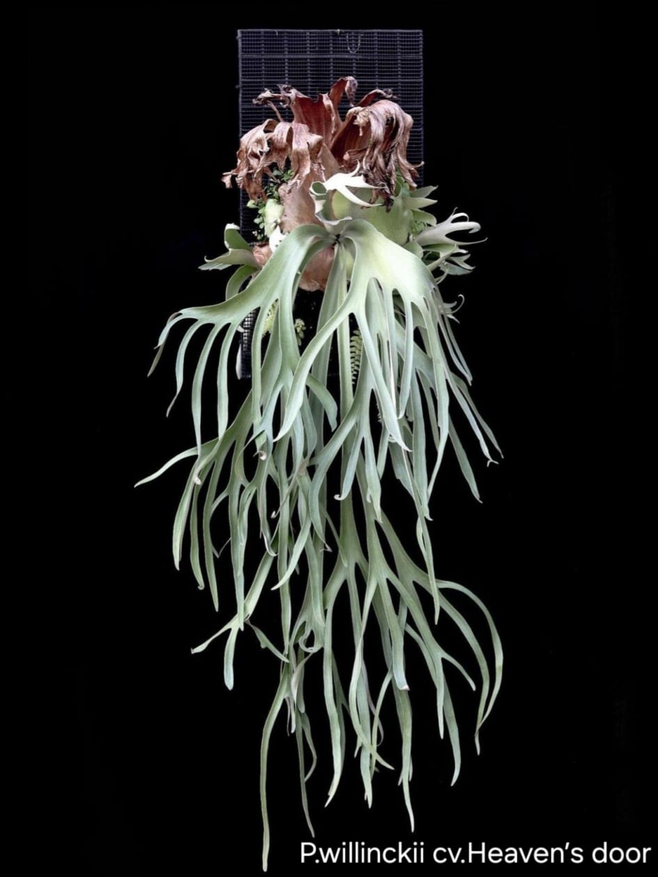 受注発注リスト】P.willinckii cv.Heaven's door【artPLANTs/PLANTS