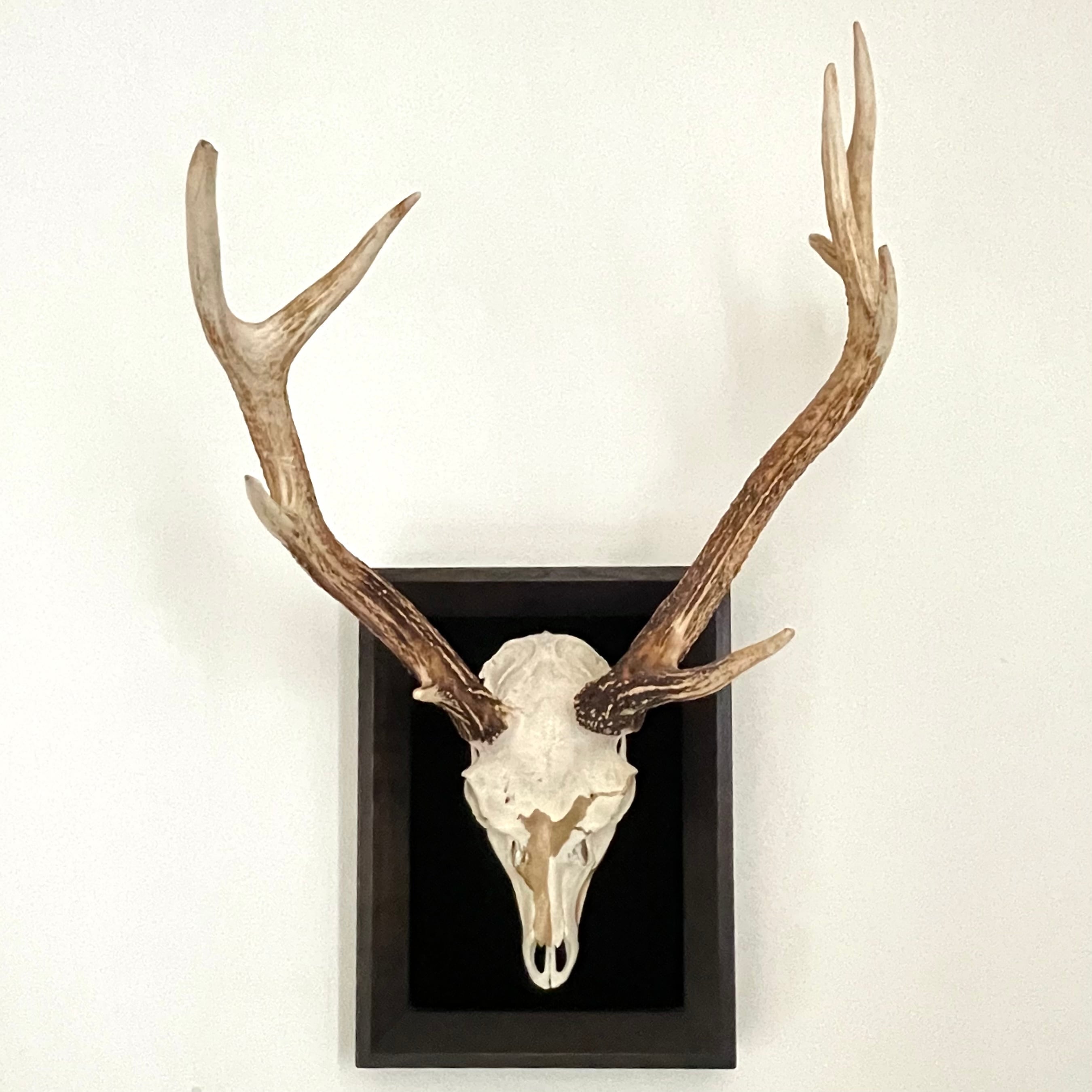 2e3ae3bb6f00ebdc20545e2246e03c