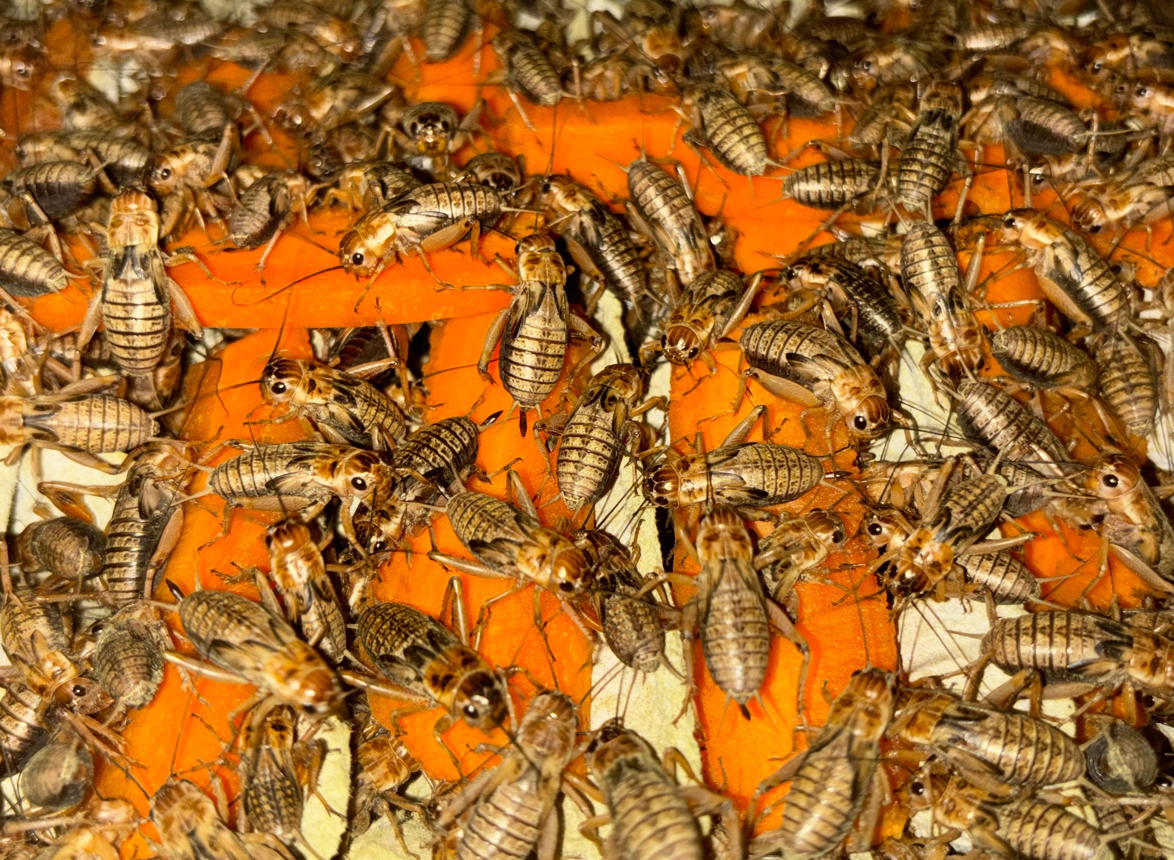 冷凍フタホシML 約780匹600g 冷凍コオロギ | 餌用 コオロギ 通販