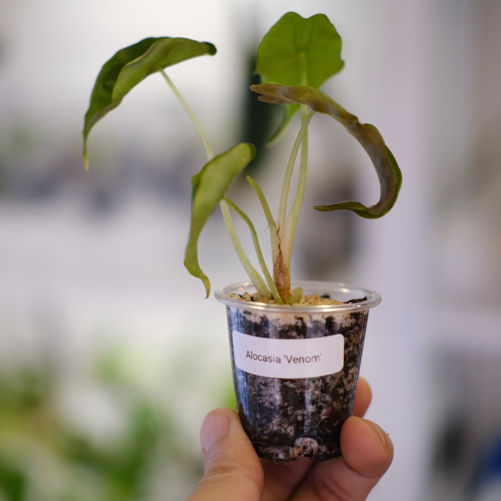 Alocasia 'Venom' / アロカシア・ヴェノム② | tokyoplants / 観葉植物