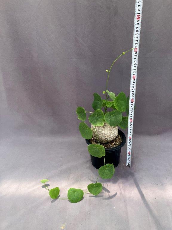 2ed59caef3c9fb8401c0037060841e