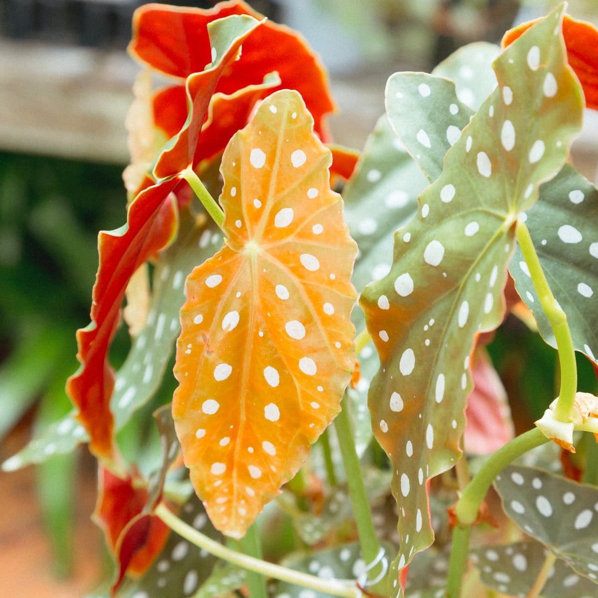 希少 ベゴニア マクラータ○観葉植物 ブラジル産 木立性 5号 半日陰 半