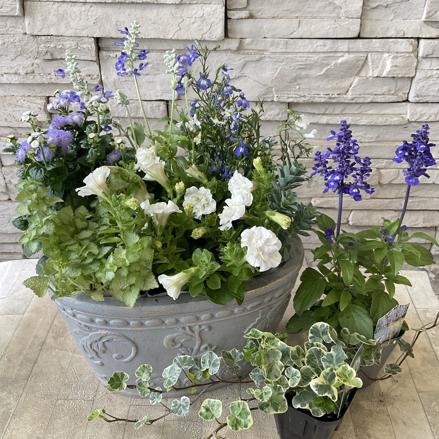 自分で作る寄植えセット】ペチュニアとブルーのお花の寄せ植えセット