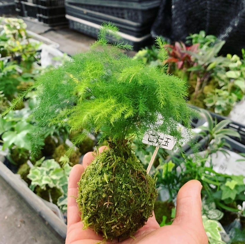 こけ農家直送❗️ハイゴケ/60cm×30cm/2枚/苔庭/坪庭/日本庭園/苔/こけ