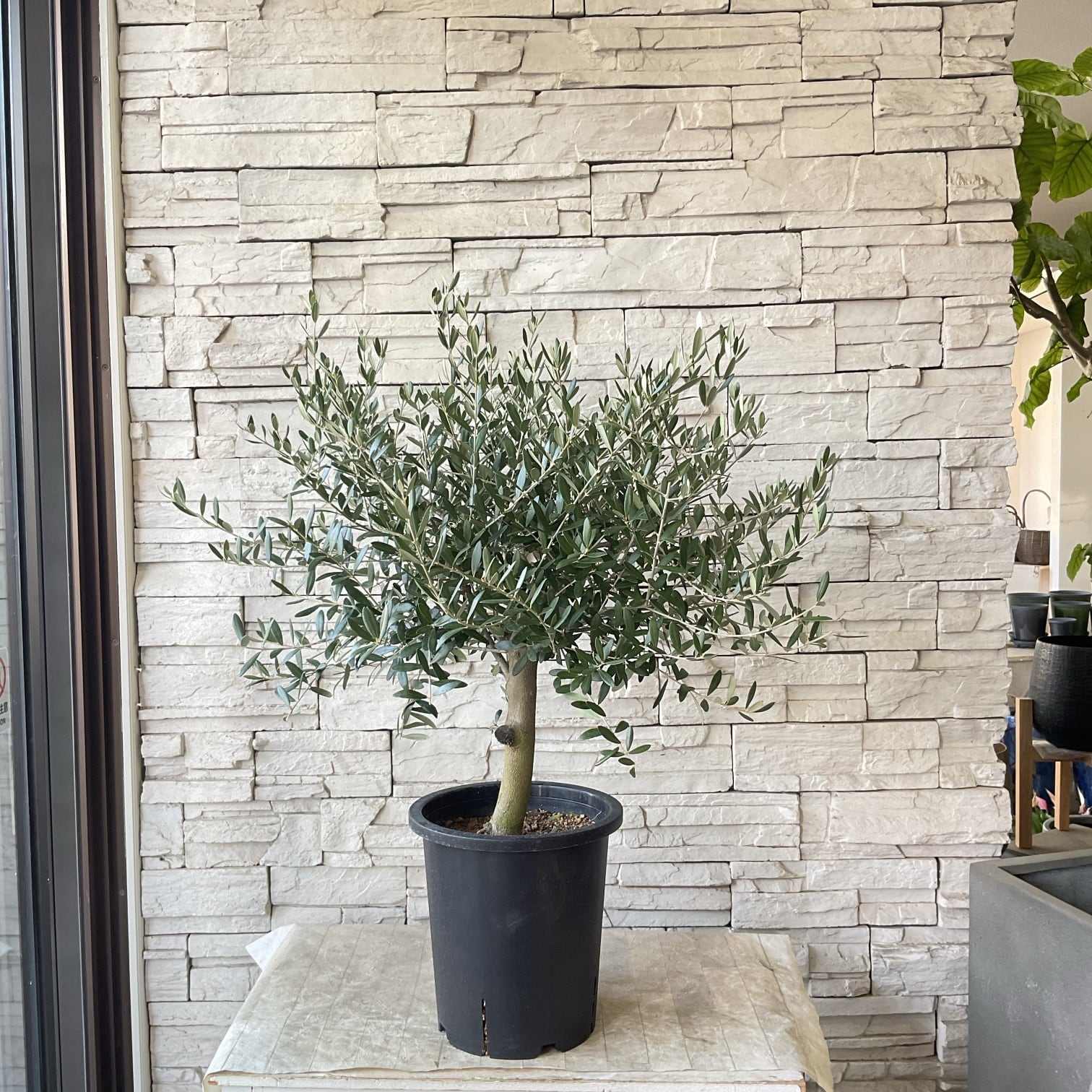 オリーブ 創樹 souju ネバディロブランコ 8号鉢つき 極太❗ あ 楽天