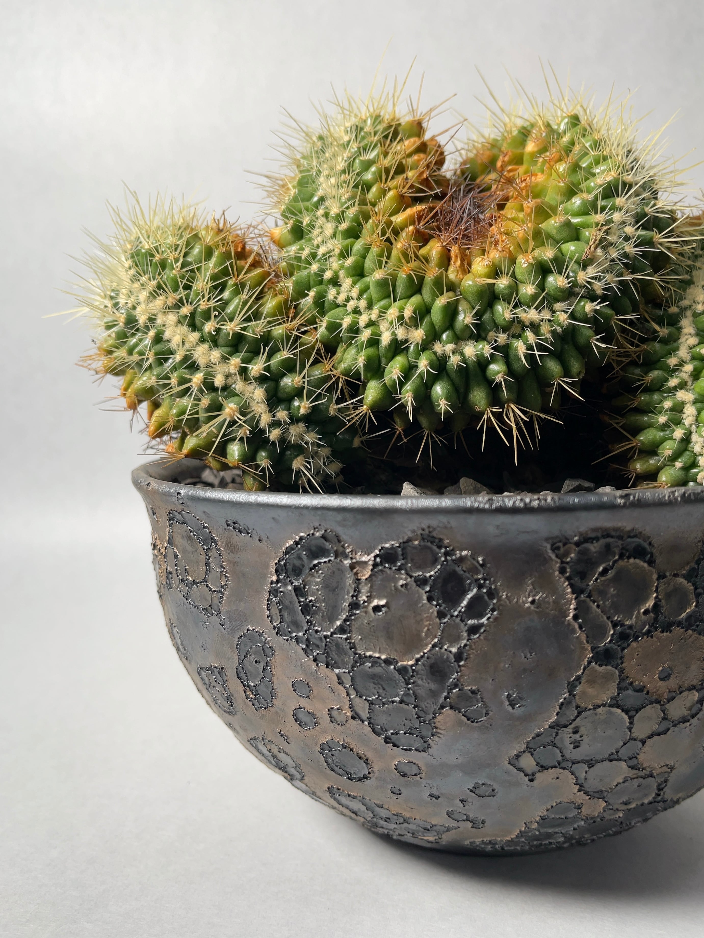 中川智治×trigger】金鯱綴化 | trigger