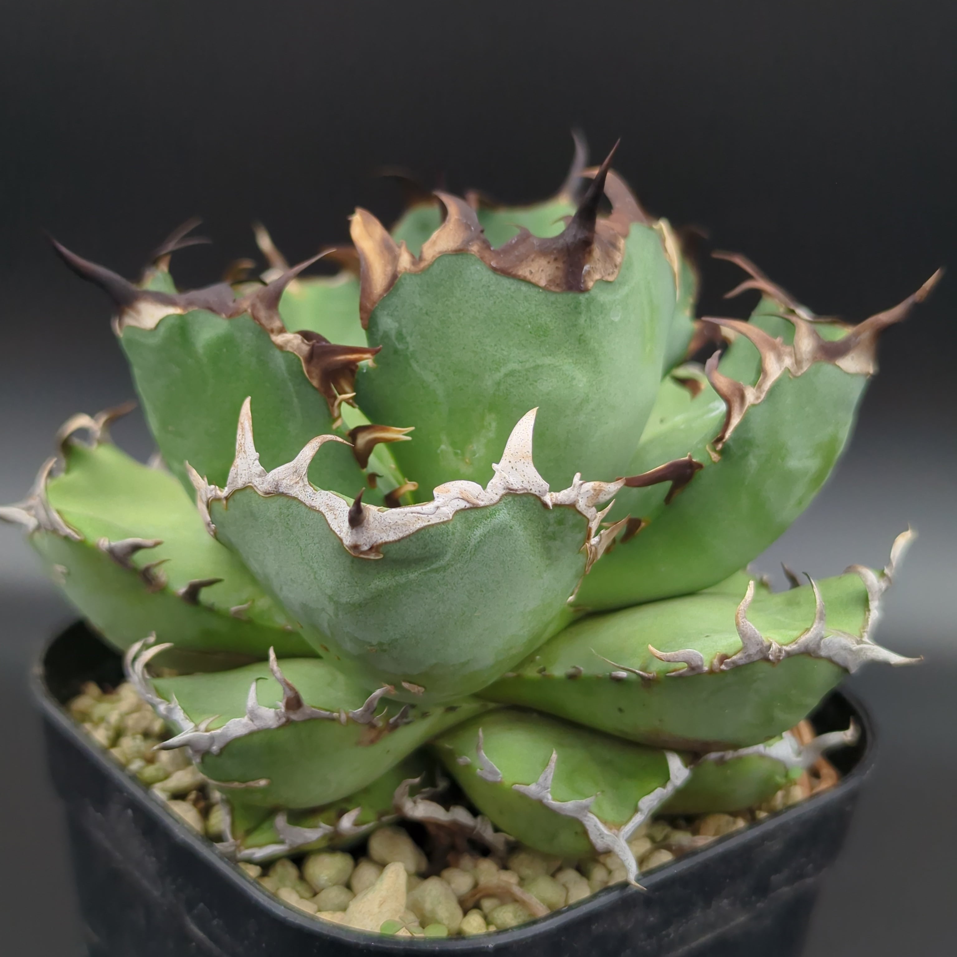 アガベ チタノタ 