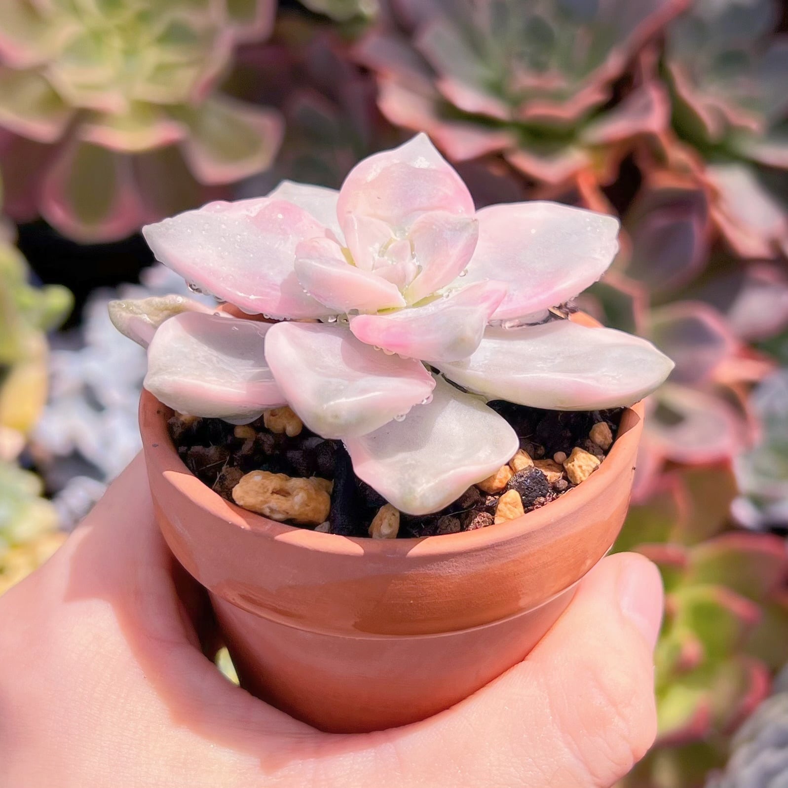 多肉植物 パープルディライト錦 新入荷 るる農園 | るる農園~多肉植物専門