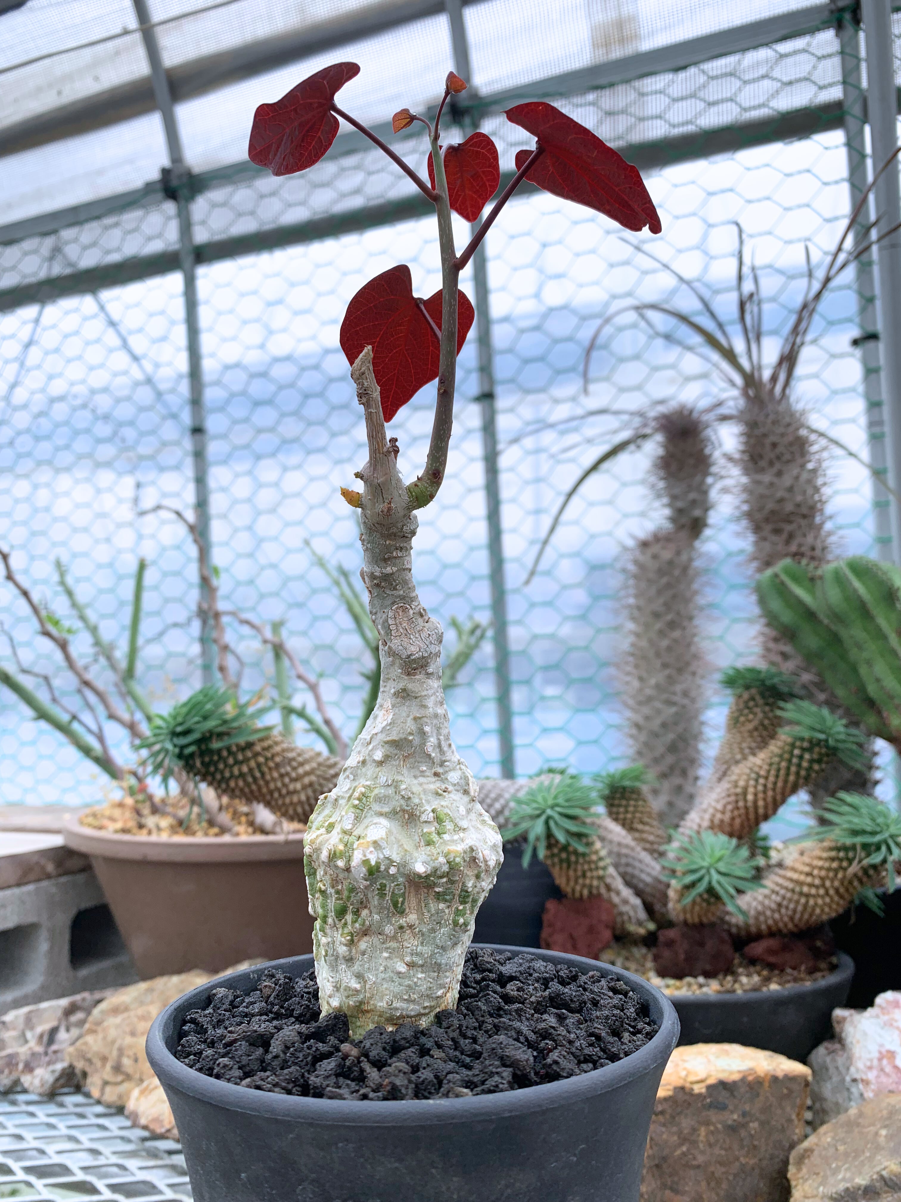 塊根植物 | CACTUS330