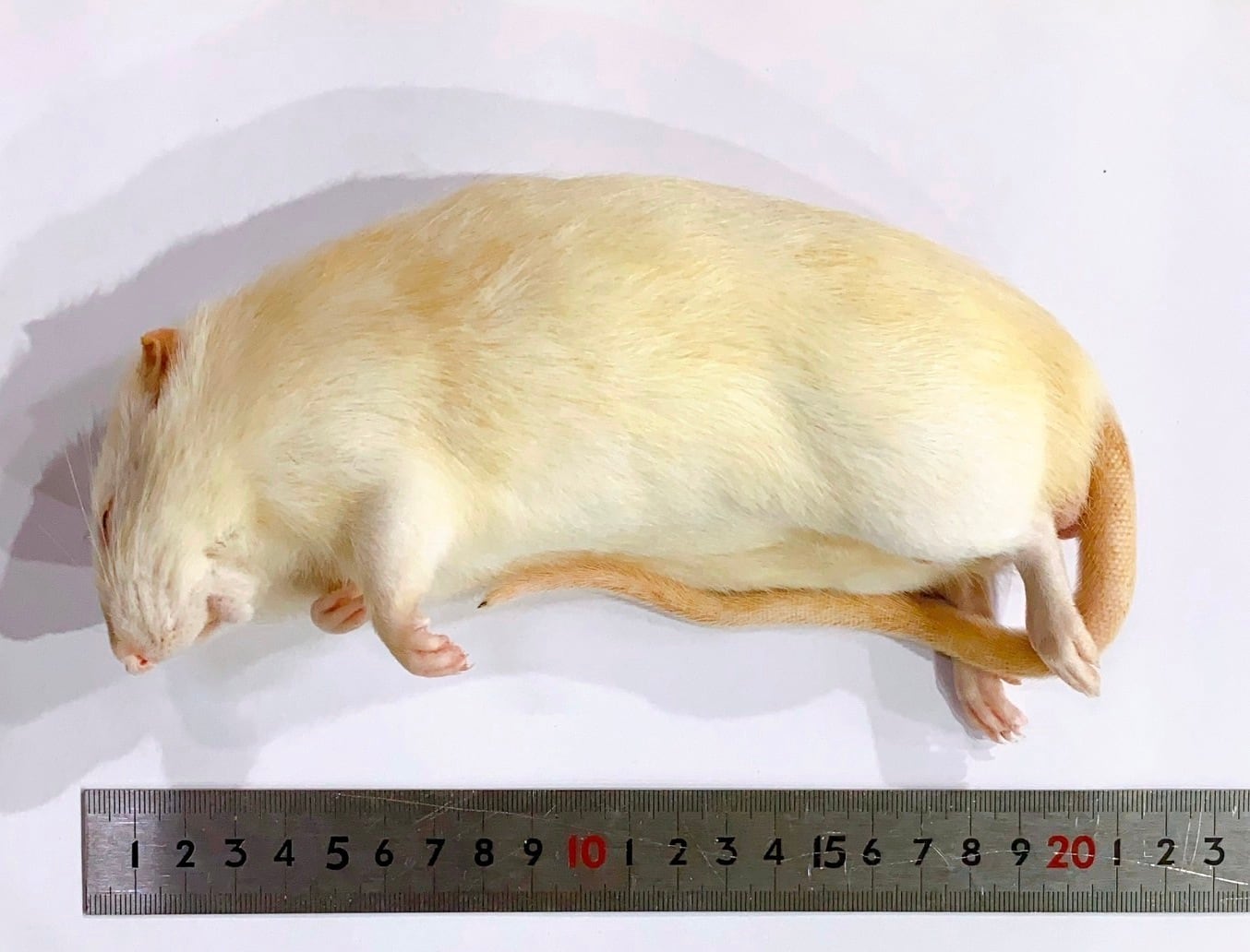 HIROさん専用冷凍ラットS90g 20匹とML160g 10匹 HIROさん専用冷凍