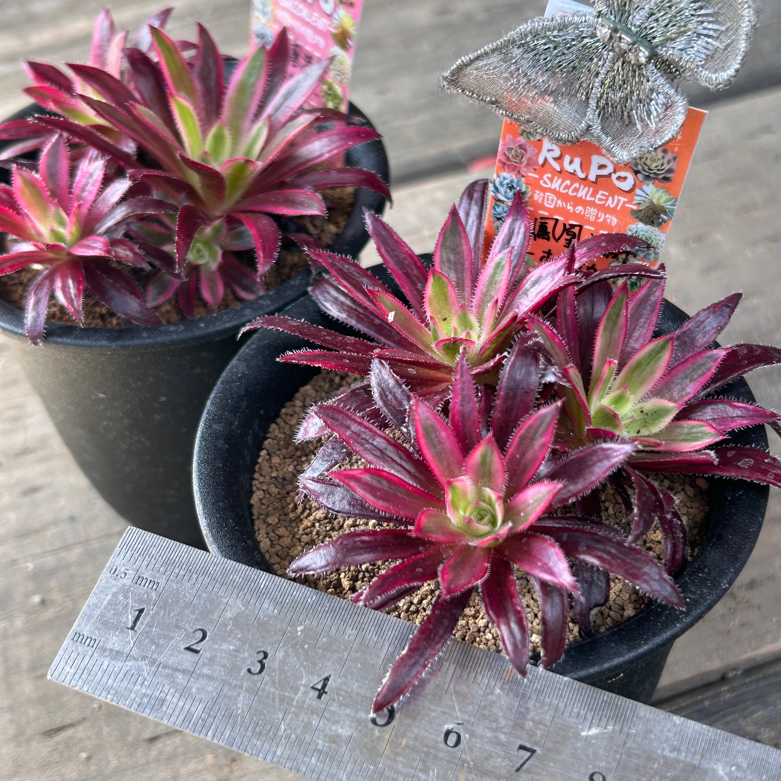 T)鳳凰法師錦 -ホウオウ- アエオニウム | RuPo 多肉植物専門店