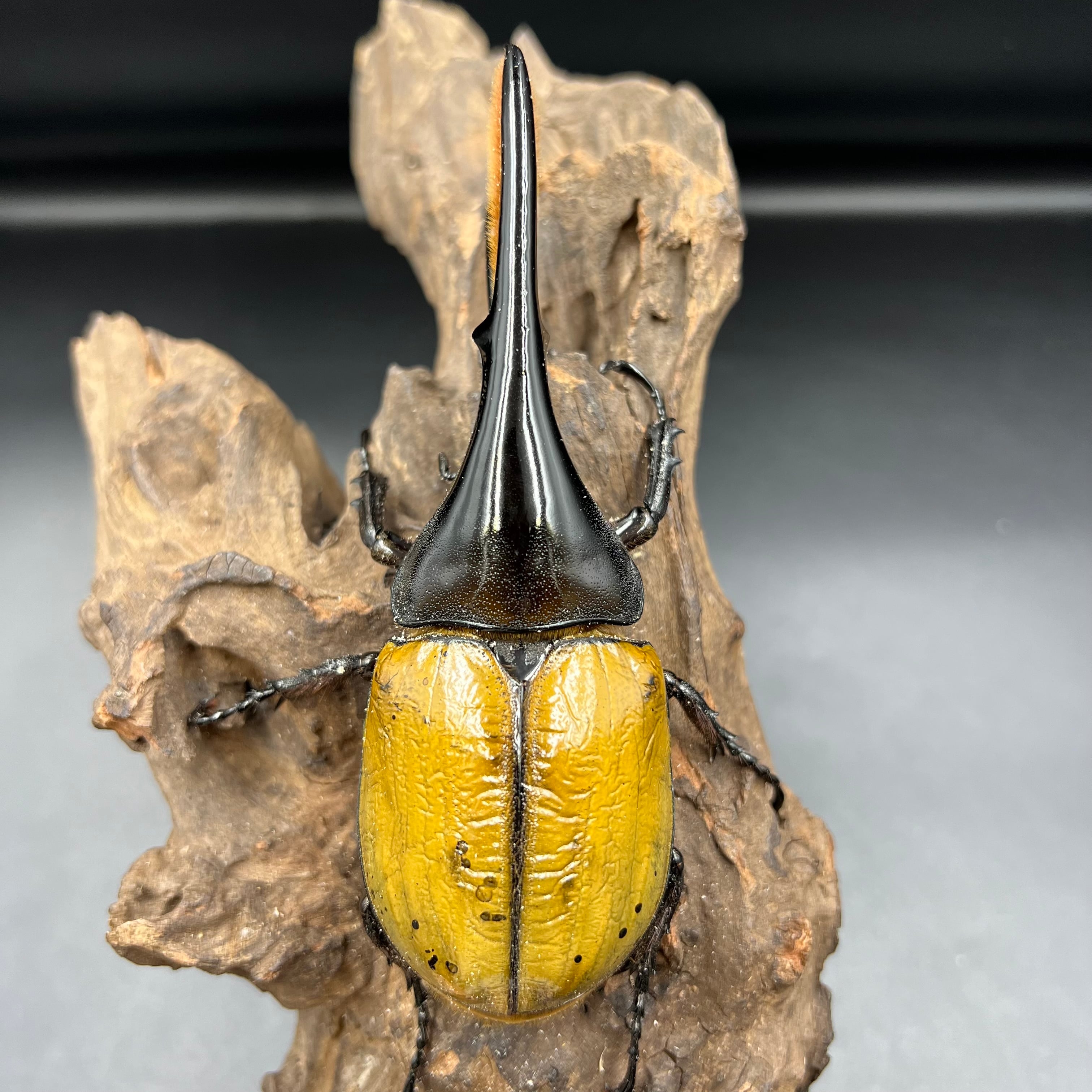 ゴールドヘッド即ブリ】ヘラクレスモリシマイ♂単124mm / 【Golden