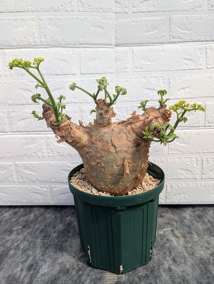 キフォステンマ マクロプス 7 Cyphostemma uter macropus 【発根済