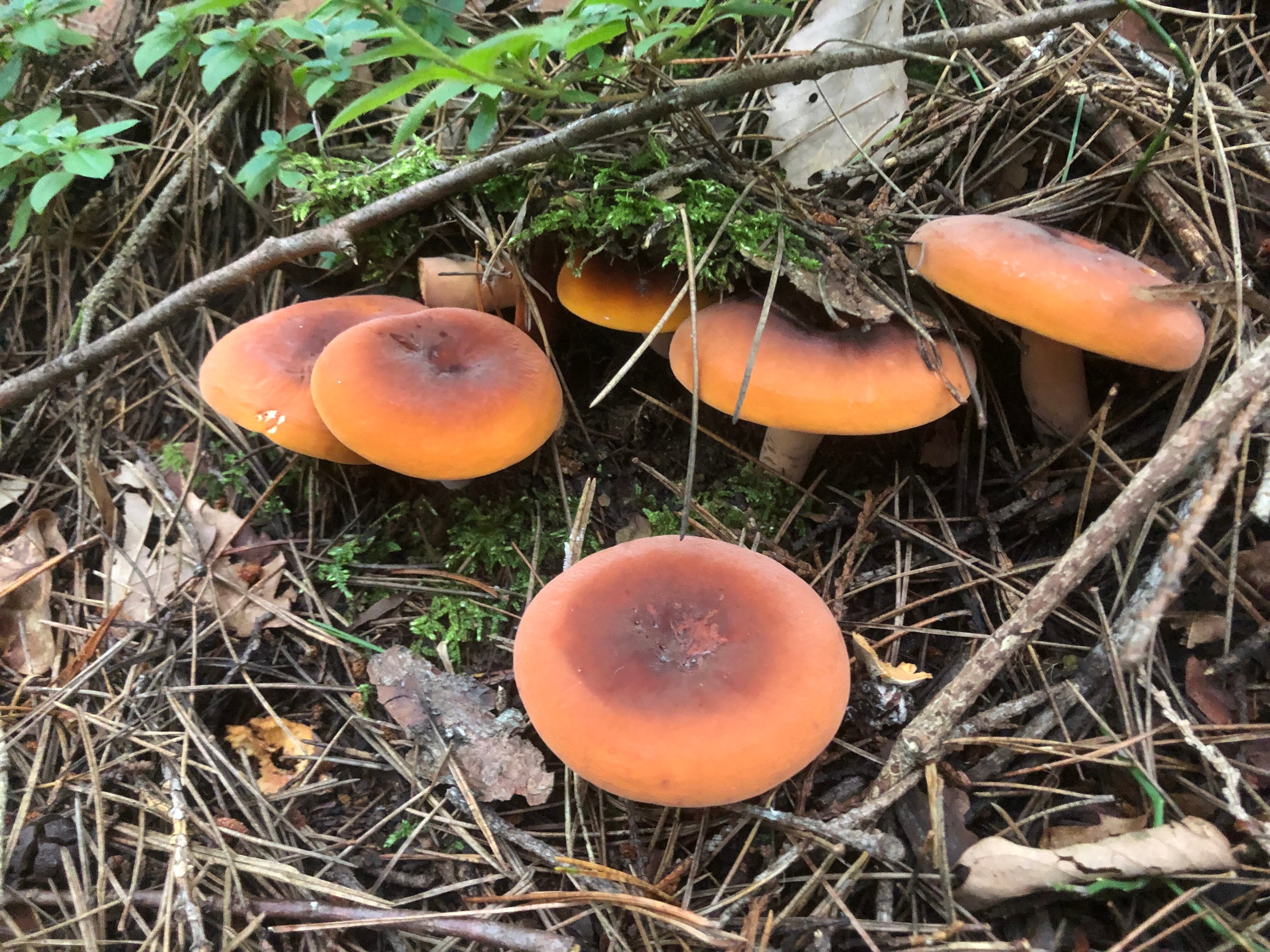 31234aa36e62449d3e15fd2839fa8e