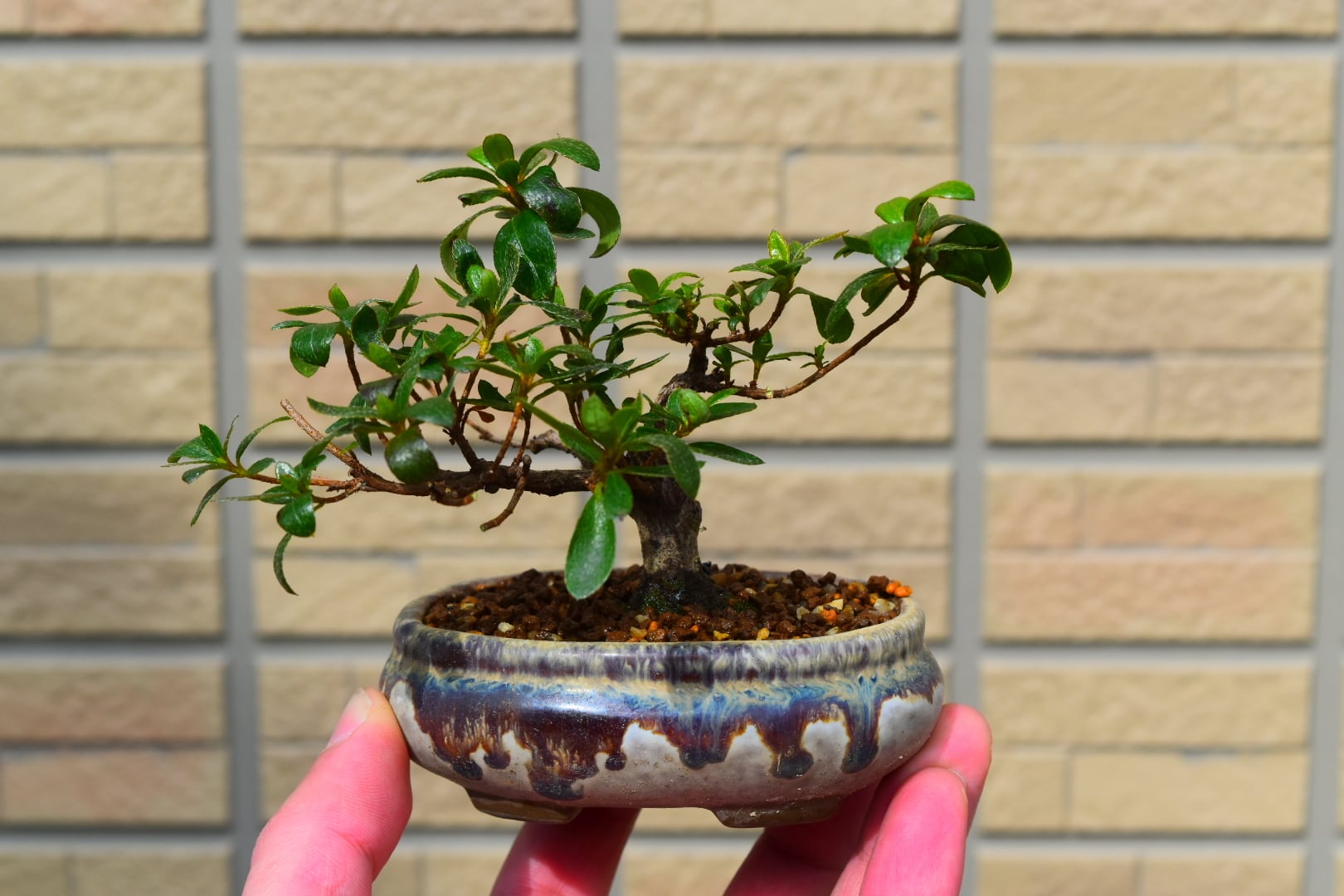 ミニ盆栽 皐月 | 大和盆樹園