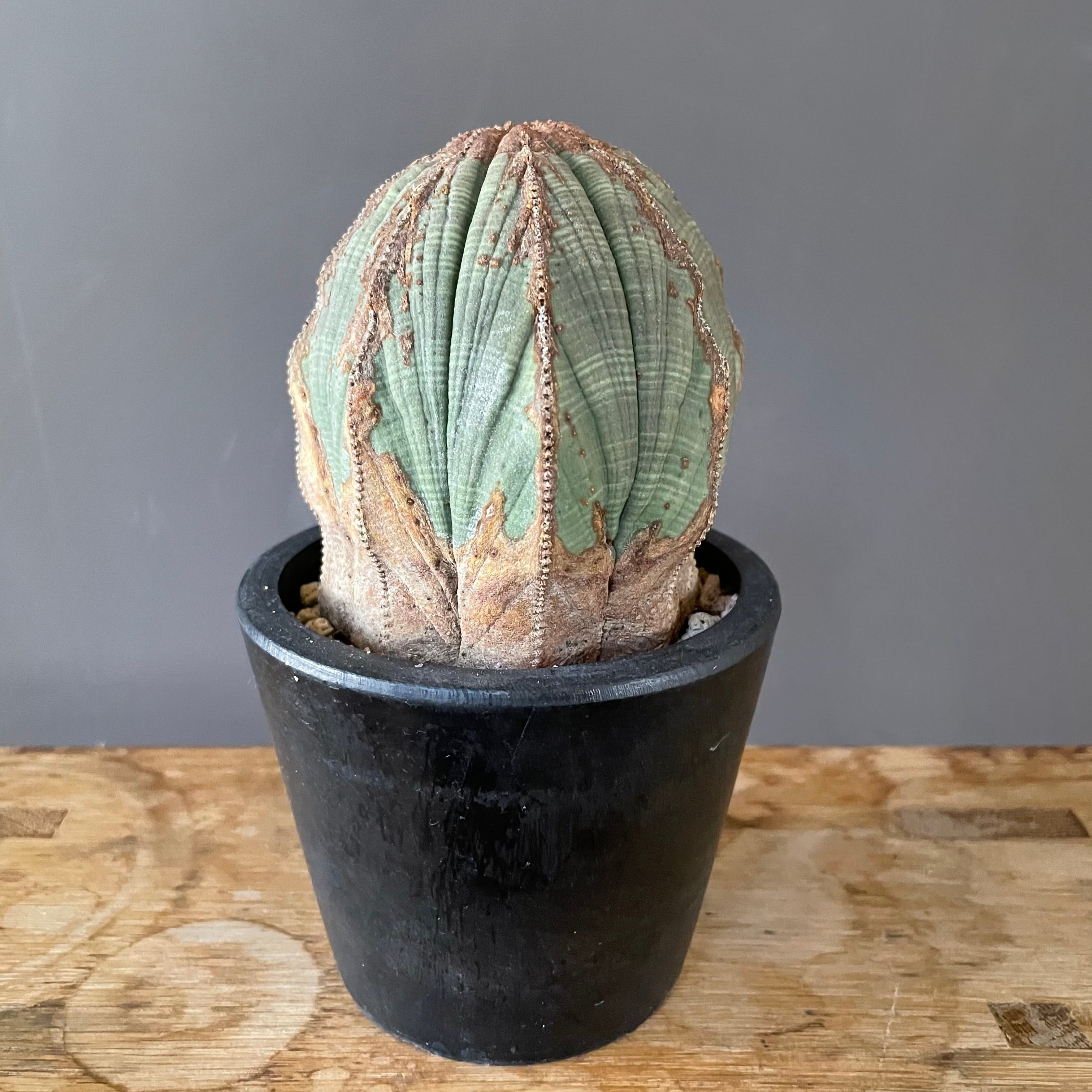 ユーフォルビア オベサ木質化⑤ | Lines BOTANICAL SHOP