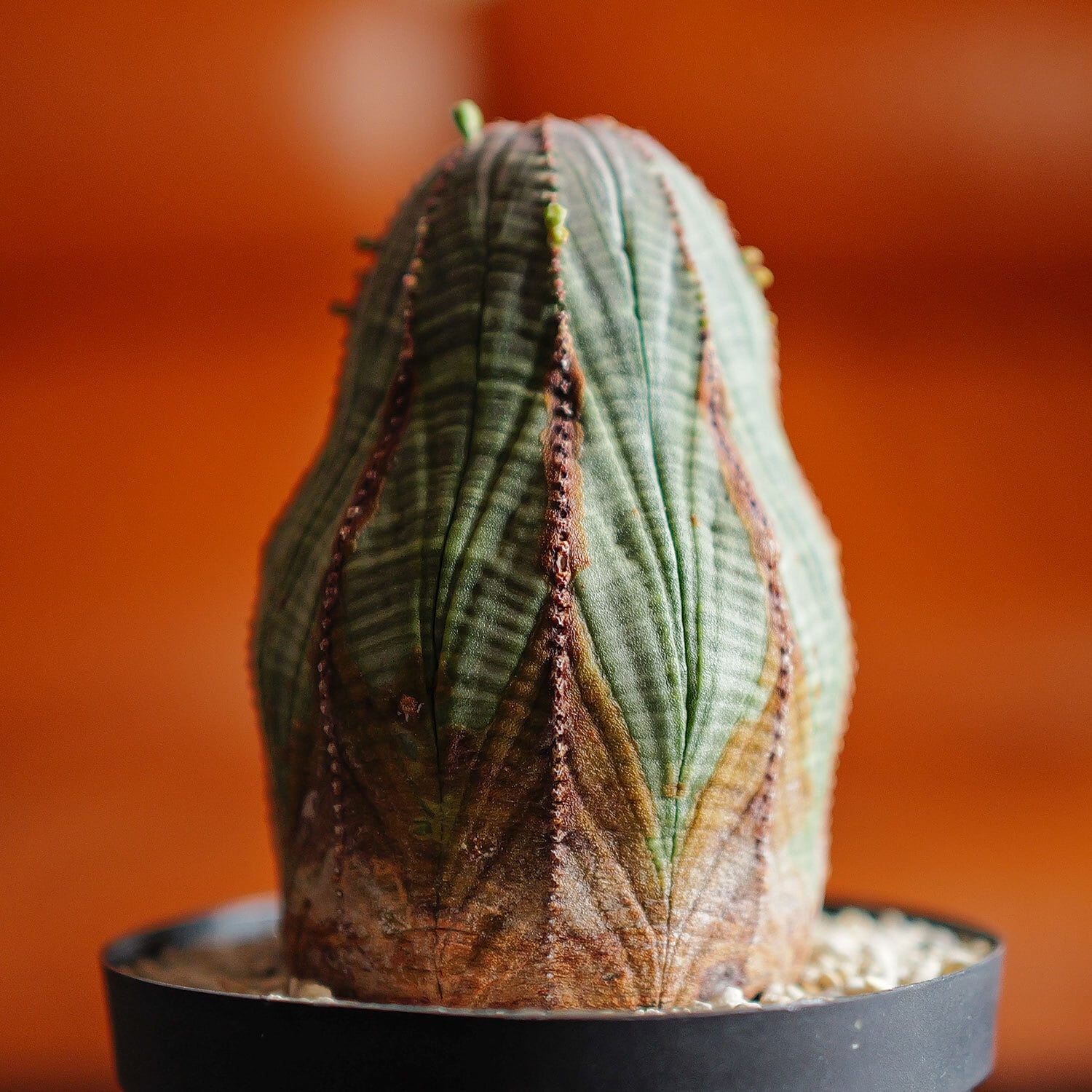 雄株 (オス株) オベサ | LIGHTHOUSE.PLANTS - 海外実生株のオベサなど