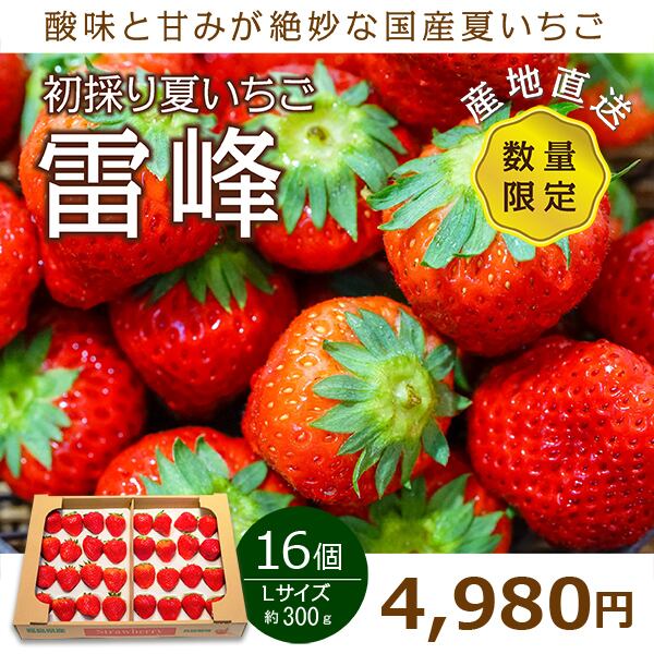 いちご 国産 夏いちご 送料無料 Lサイズ 16個 300g 期間限定 雷峰 希少