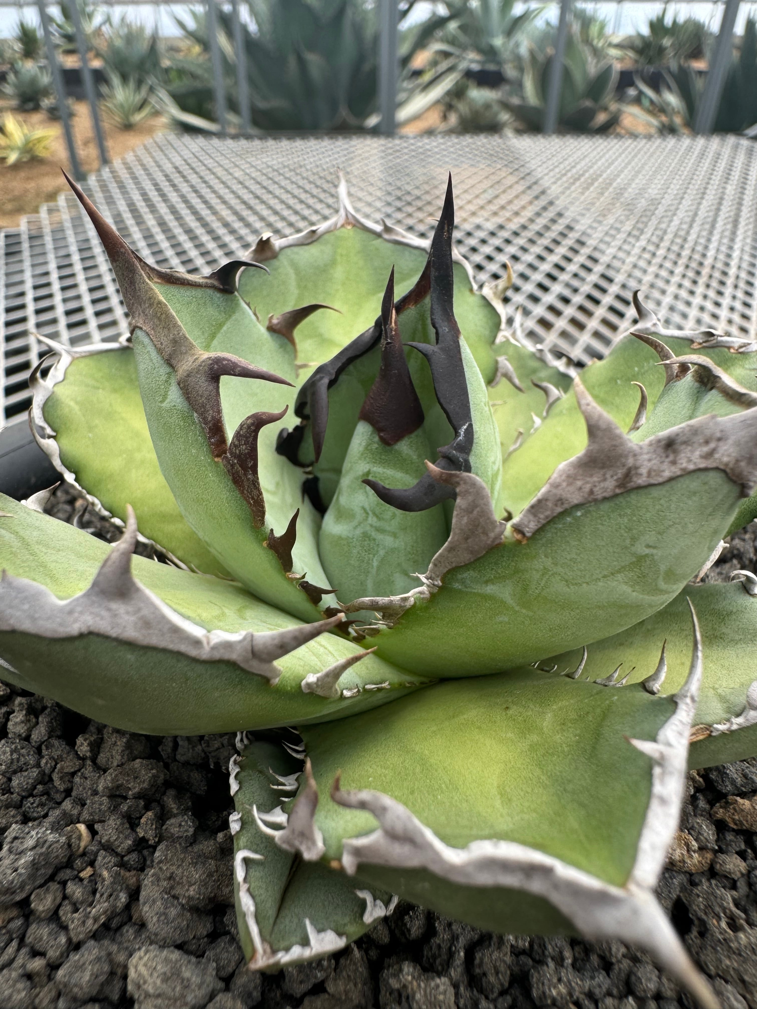 パリー トランカータ 大株 アガベ パリー トランカータ ？ 大株 50