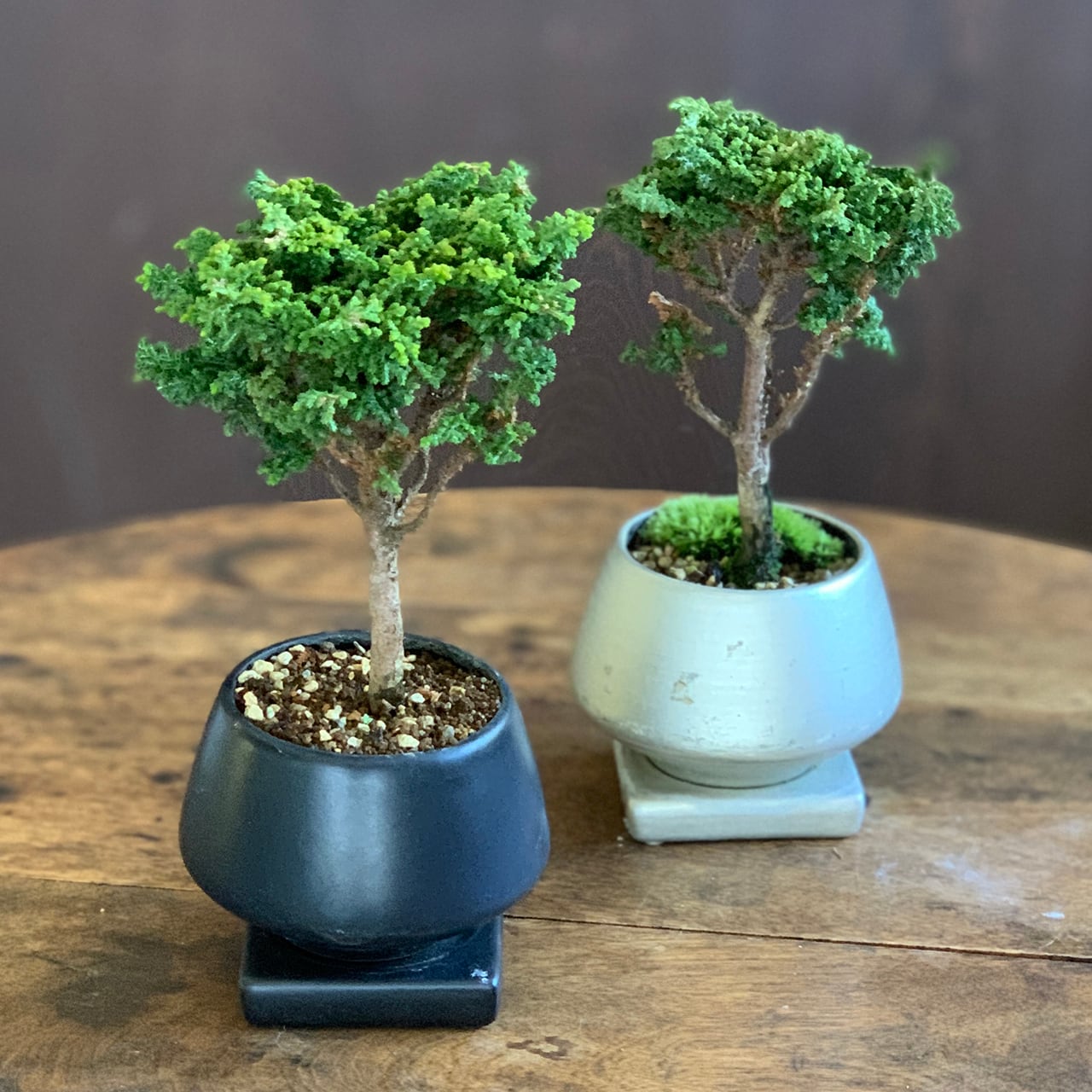 石化ヒノキ | mini-bonsai.life