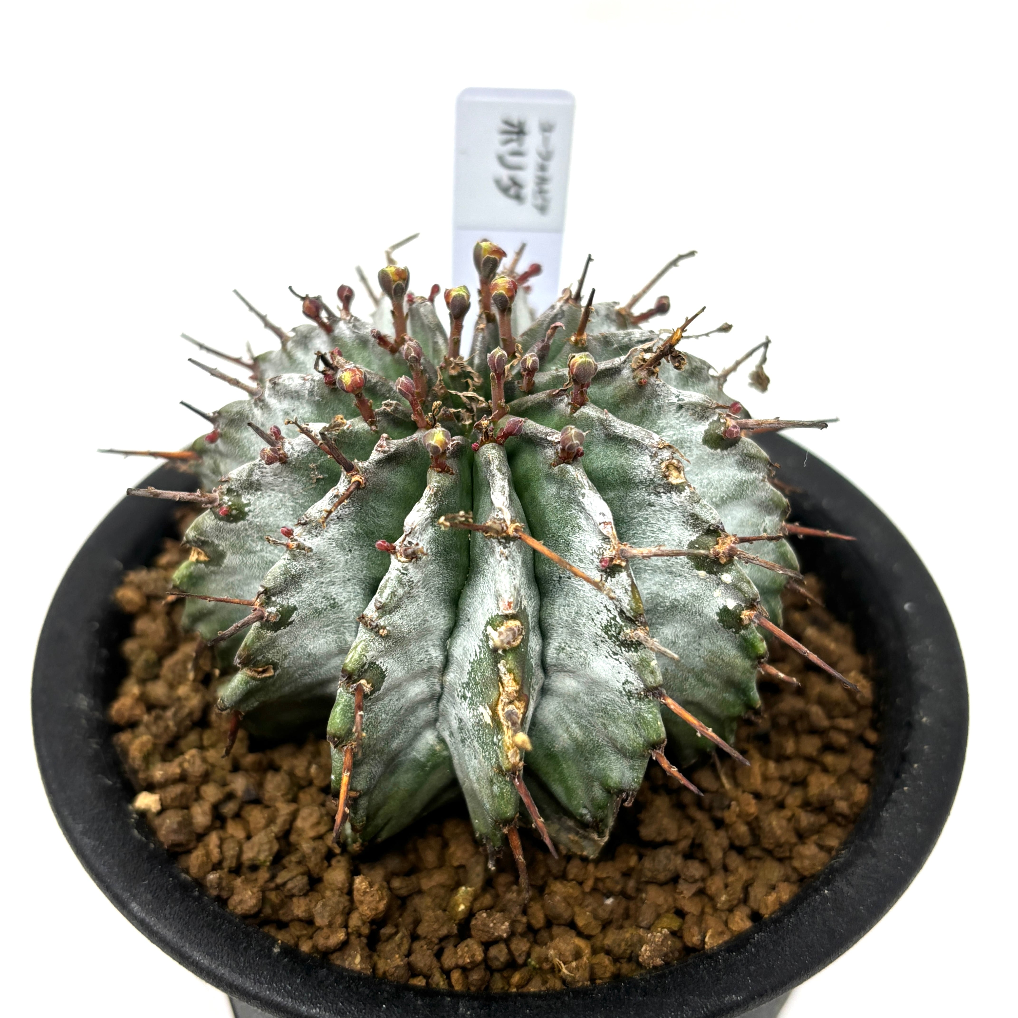 ユーフォルビア ホリダ【1032】 | PROTOLEAF プロトリーフ