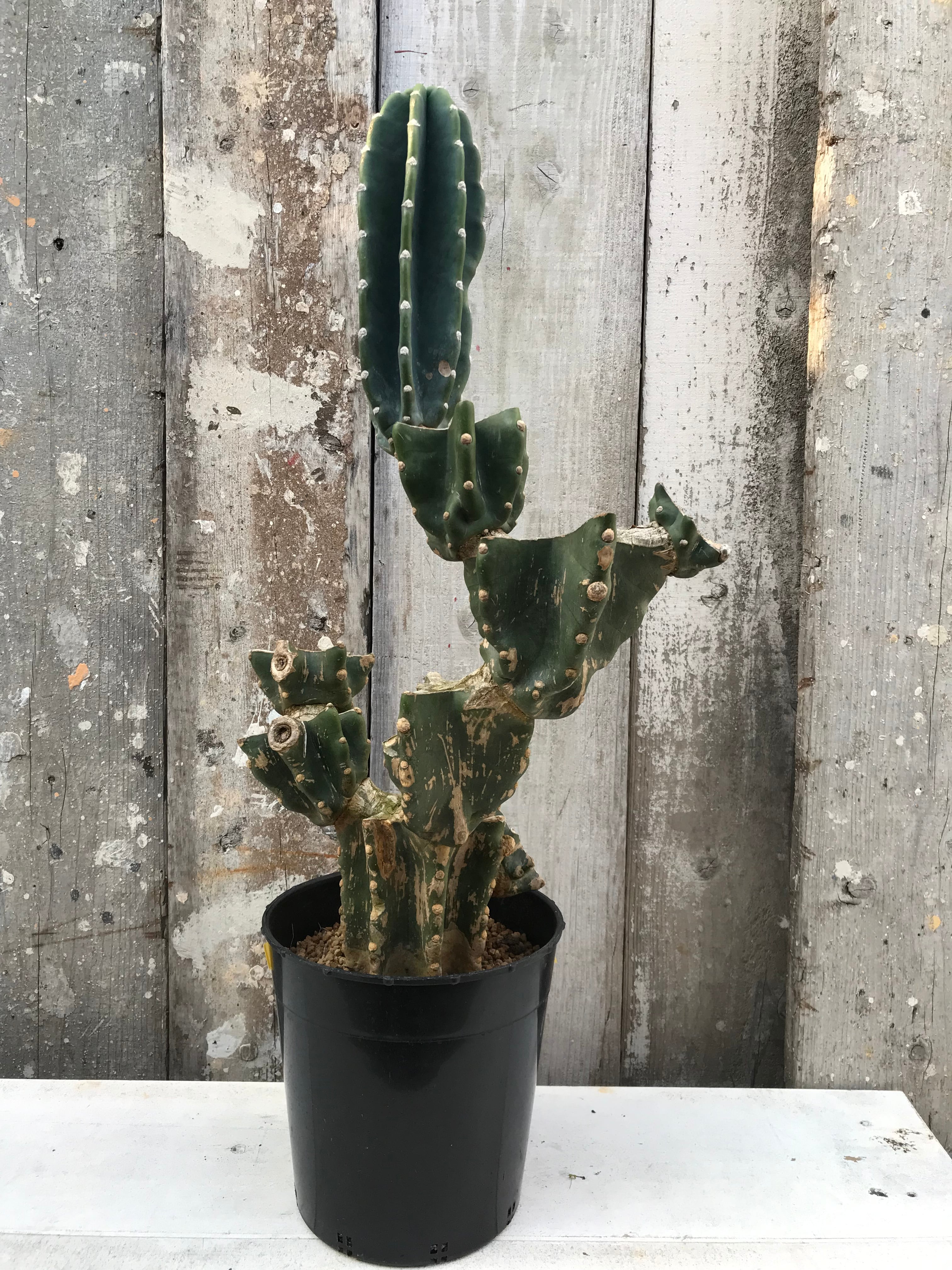 送料込み】柱サボテンブランチ B / 鬼面角 | CLUTCH FURNITURE