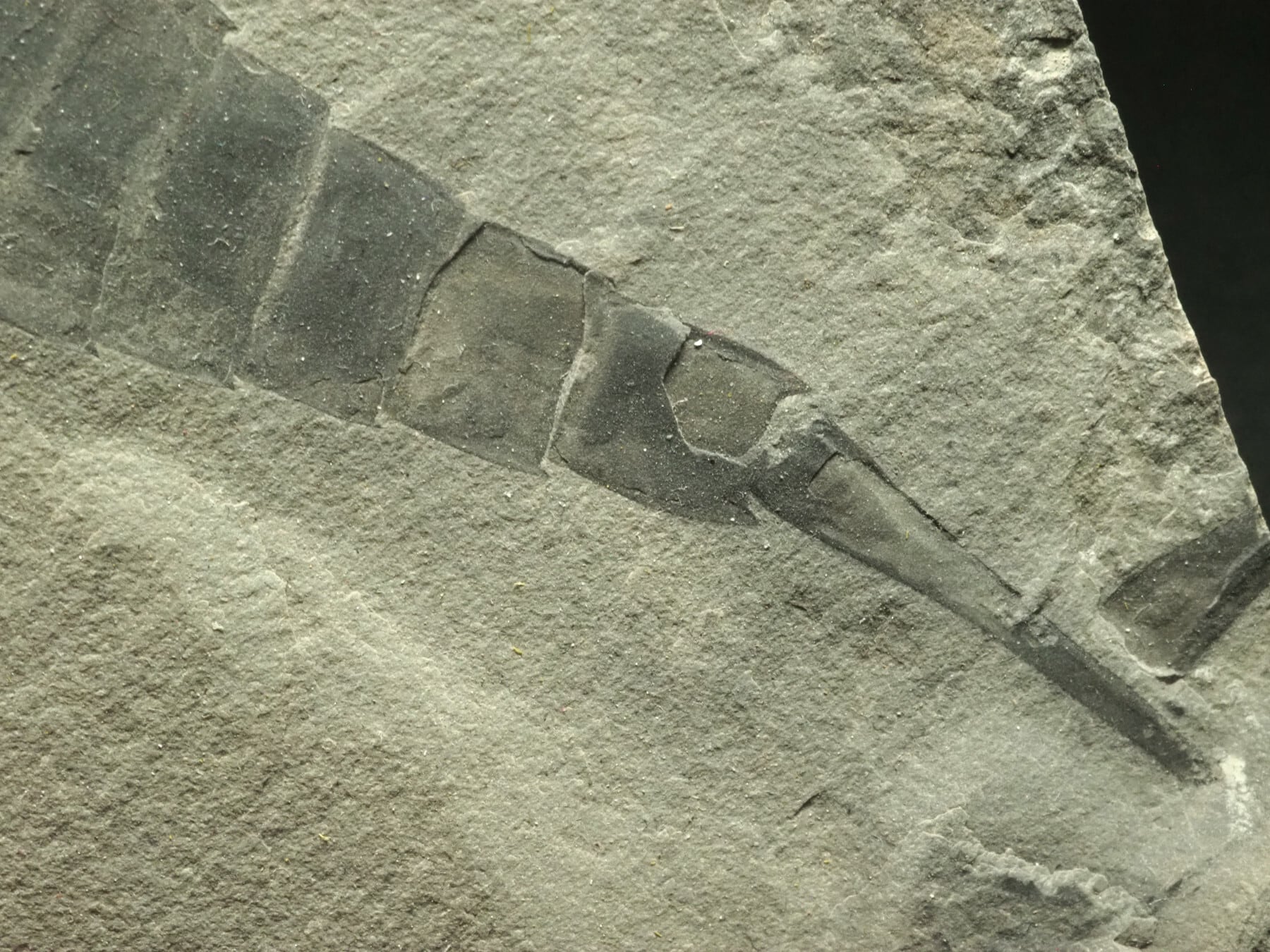 極上！ウミサソリの化石【Eurypterus remipes】【342g】アメリカ