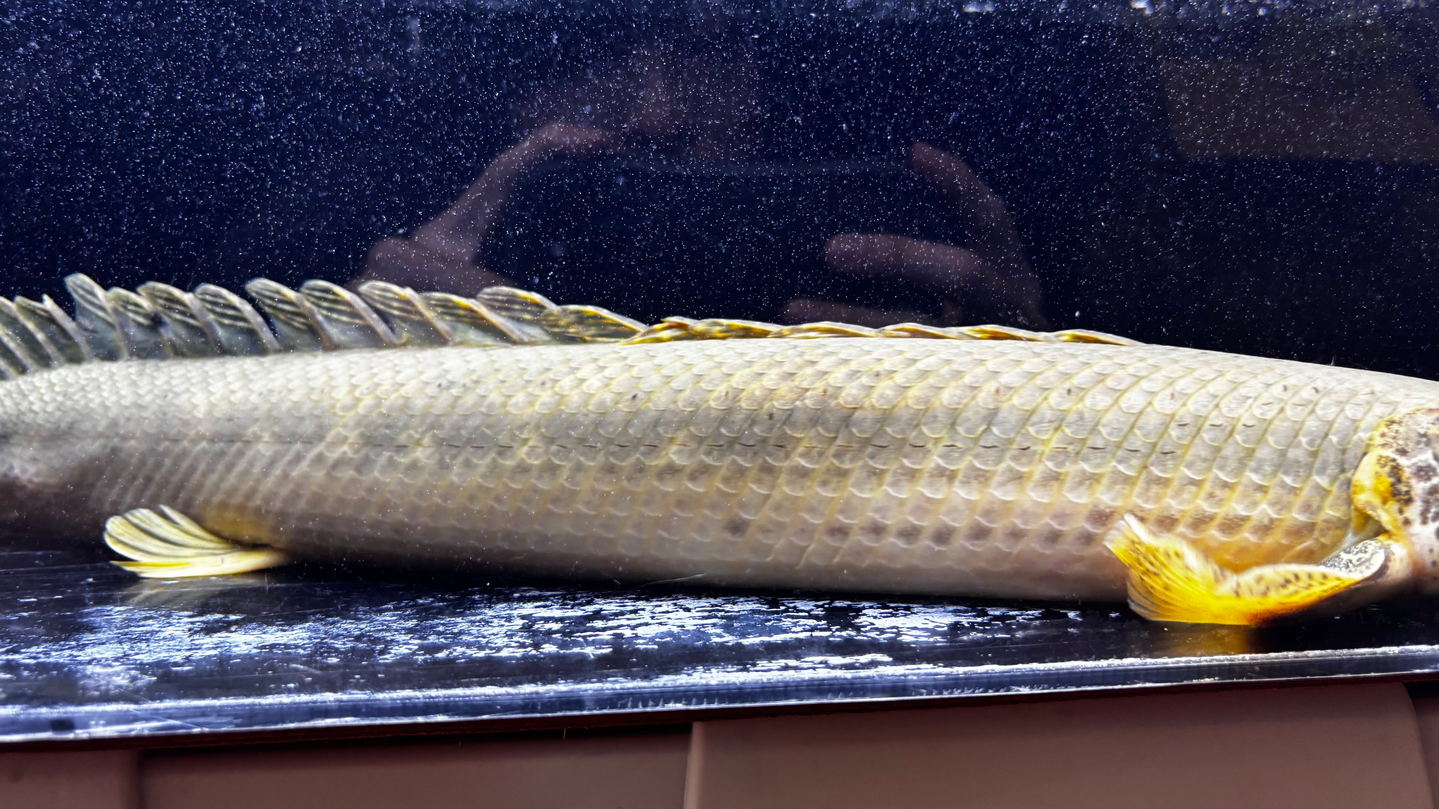 トゥルカナ人形 ケニア トゥルカナ人形 ケニア トゥルカナ族の人形